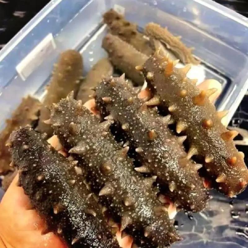 严工艺锁原生营养：南北加工差异定海参品质高下
 
养殖参冒充野生参、短龄参虚报年