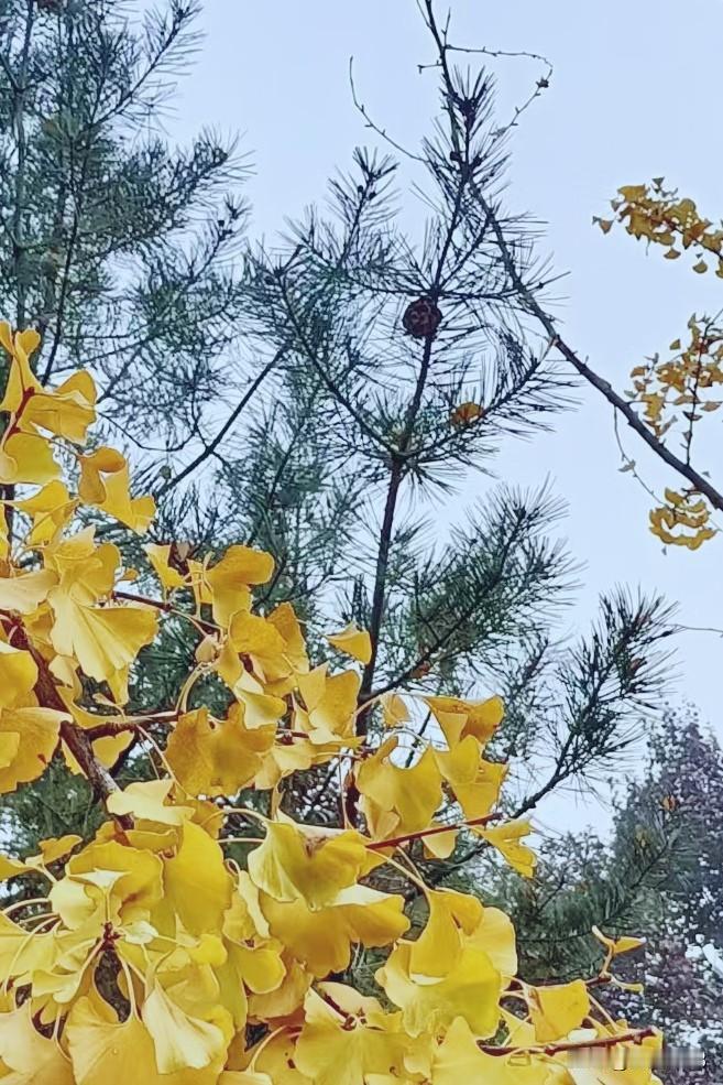 今日迎来小雪节气，恰逢周末，友们周末愉快呀！小雪是二十四节气中的第20个节气，也