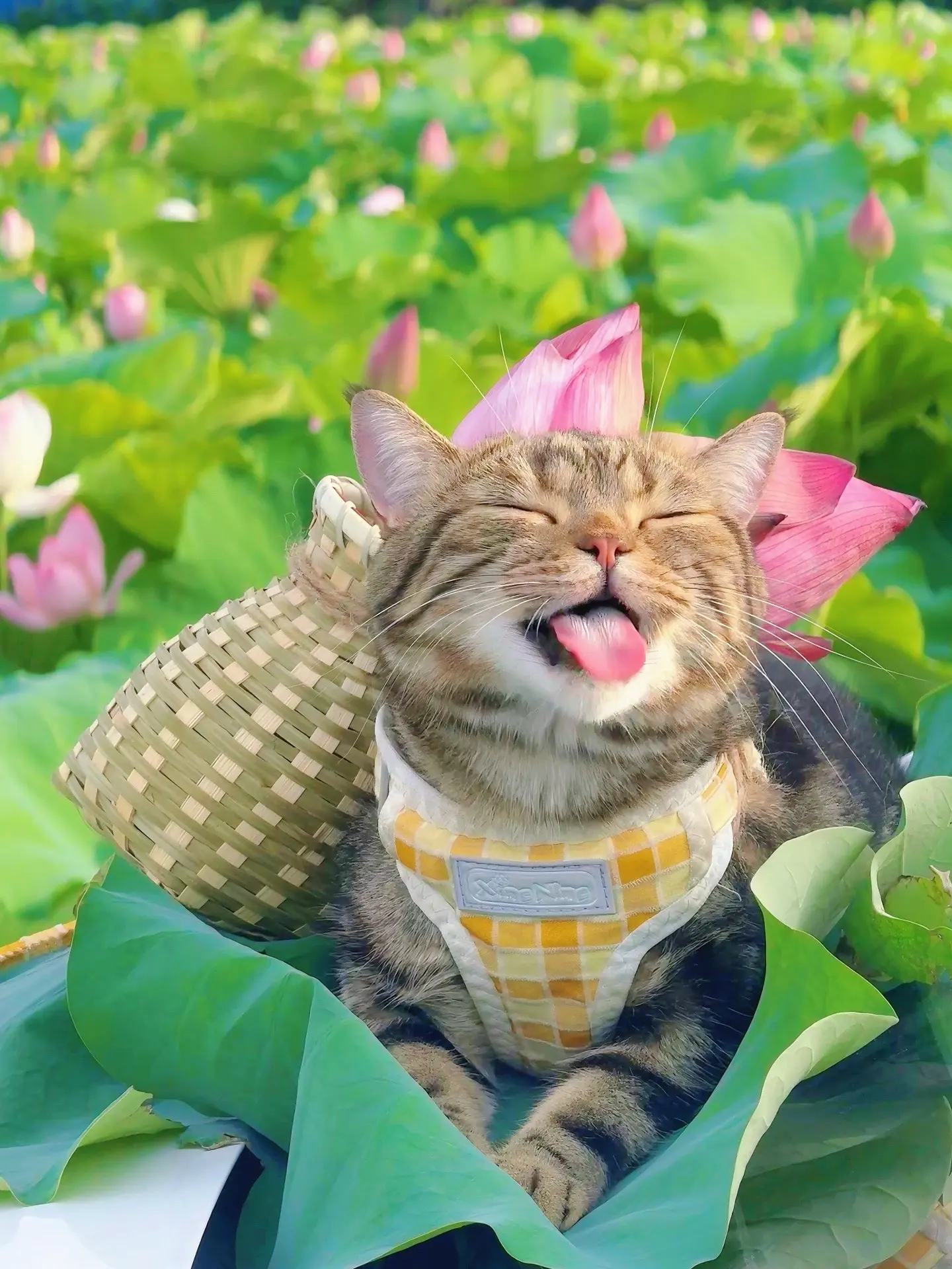 是个快乐的小猫咪呀！！看着真的很治愈呢！！！