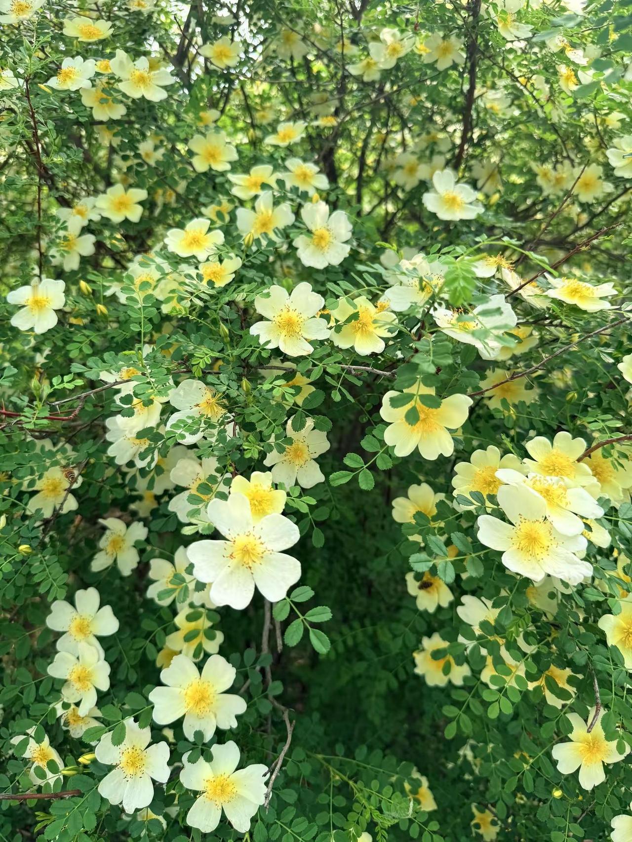 男生到了年纪也爱拍些花花草草的😆