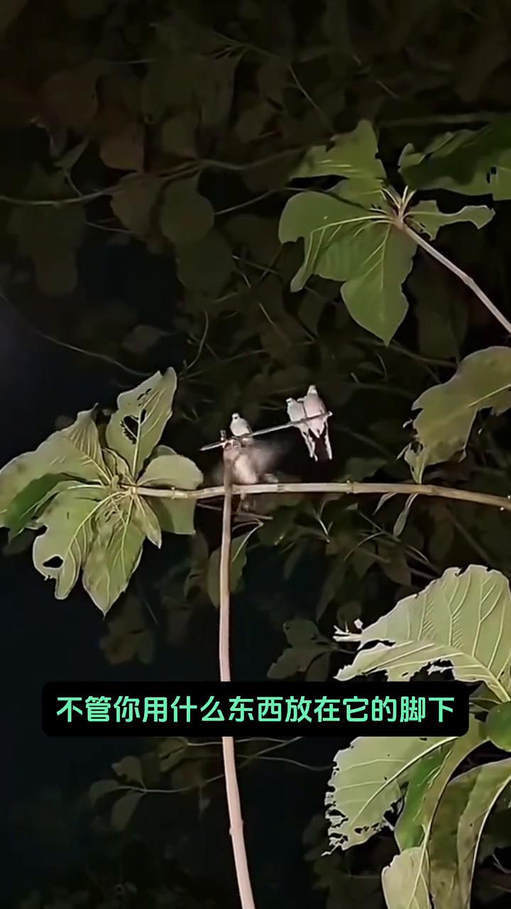 注意看，眼前的男子拿着棍子伸向了鸟。在夜晚只要用手电筒照着它的眼睛，这样小鸟就不