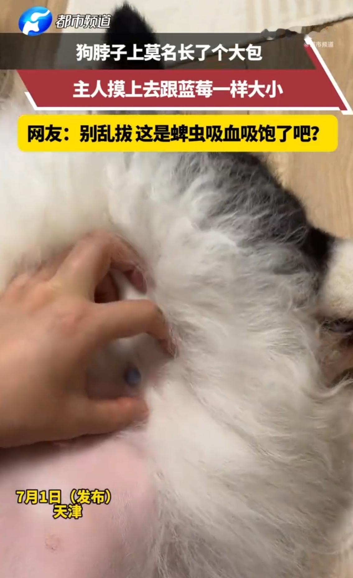防不胜防！天津一位铲屎官给爱犬梳毛时，竟在狗子脖颈深处摸到一颗饱满黑亮、死死“长
