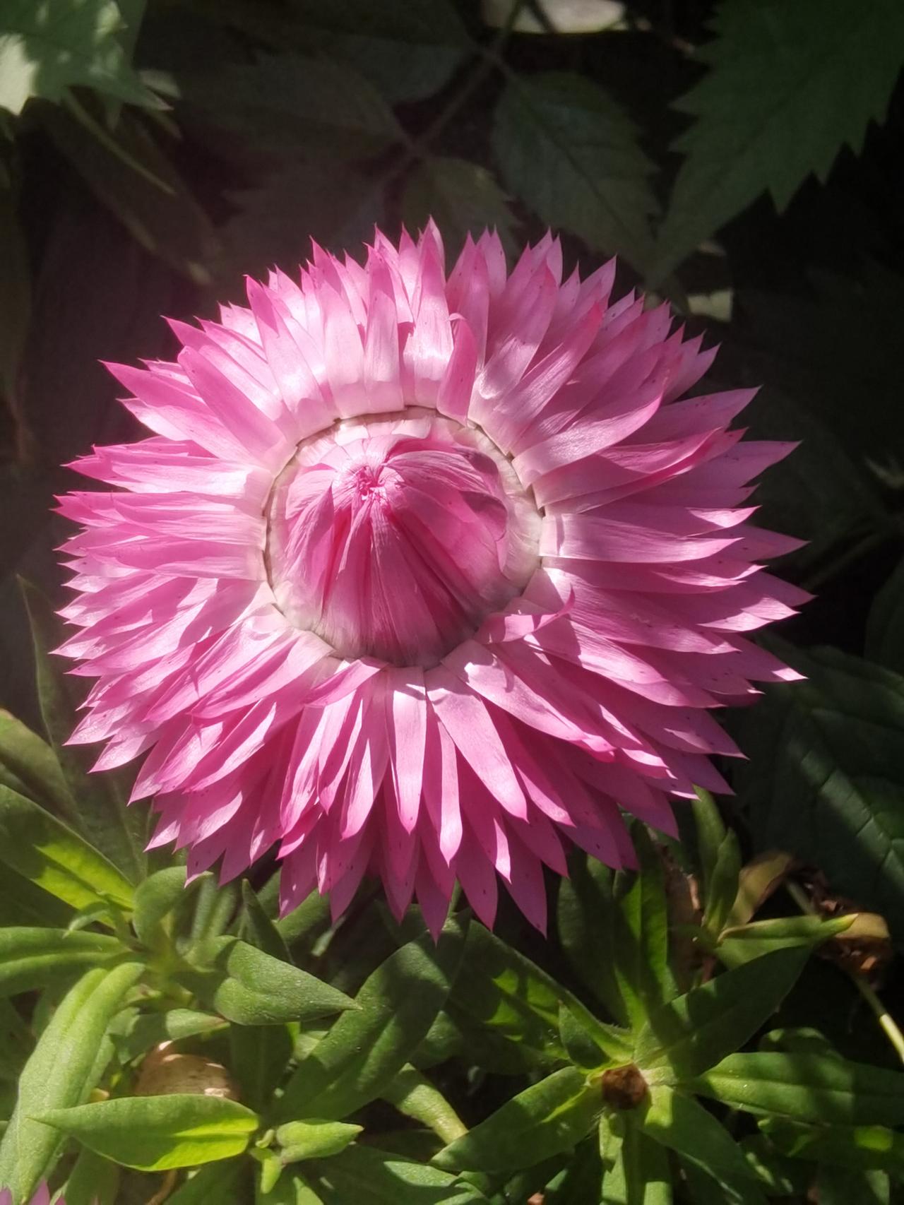 蜡菊也开了。蜡菊 蜡菊随手拍