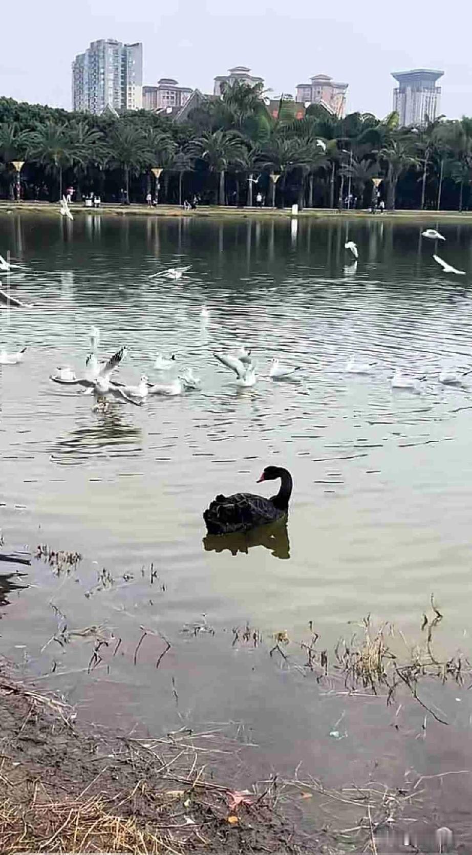我的今日状态：😁假装轻松愉快
我这里的天气：☁️阴天
11月21日，弥勒的冬天