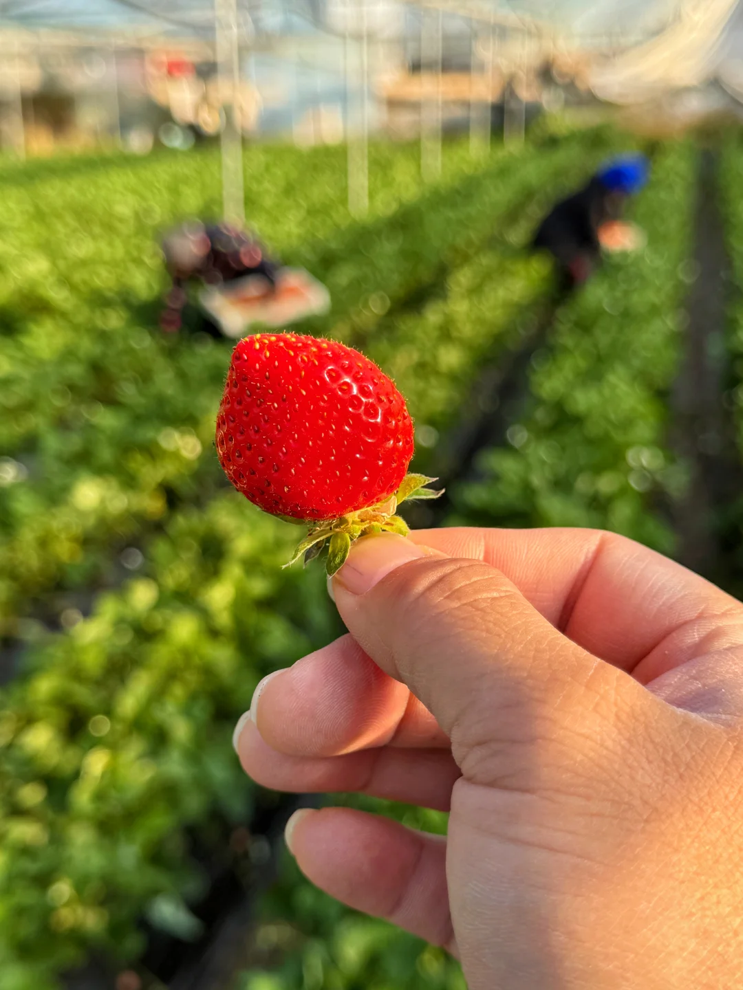 不打膨大剂的原生态纯甜小草莓，进入倒计时