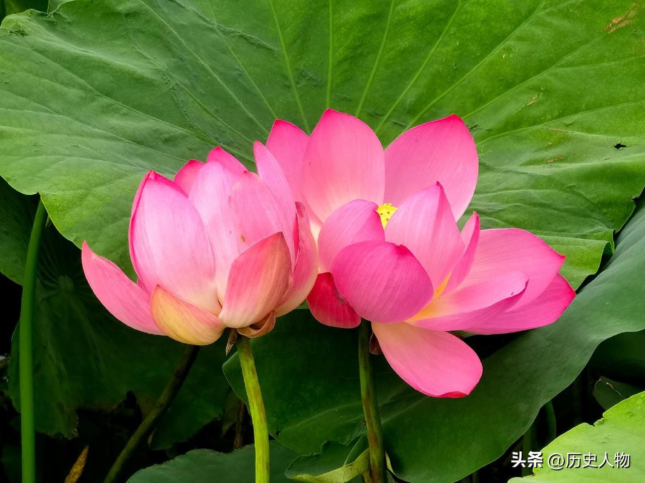 粉嫩粉嫩的花朵开得正旺！春天美丽花朵 超级美的花朵 粉红色的花蕊 粉色的超级好看