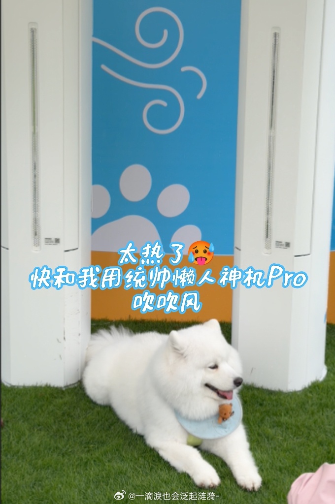 养狗后正式确诊为子涵妈以前看子涵妈觉得夸张，养狗之后彻底懂了——怕它热又怕空调直