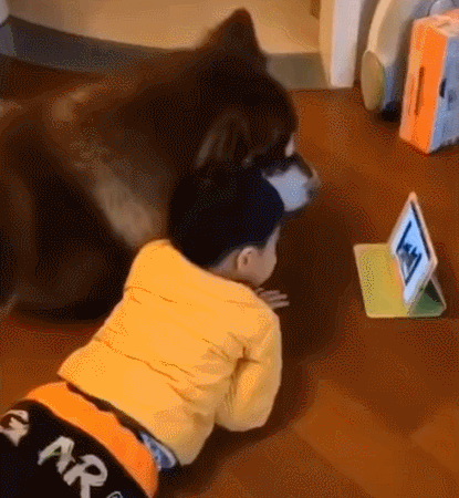 【阿拉陪着小主人看电视，看的好认真，网友：就差和主人讨论剧情了】阿拉和小主人一起