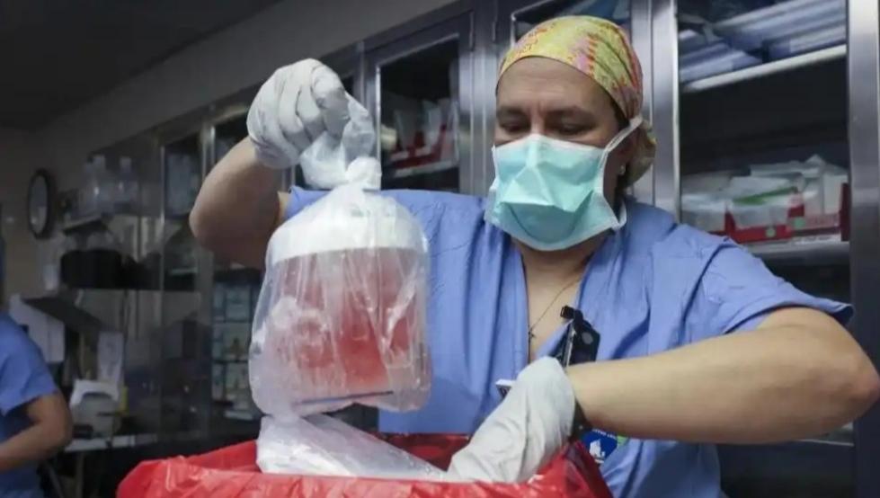 异种移植关键突破！先天免疫成猪肾移植排异元凶，69处基因编辑仍未破解
 
202