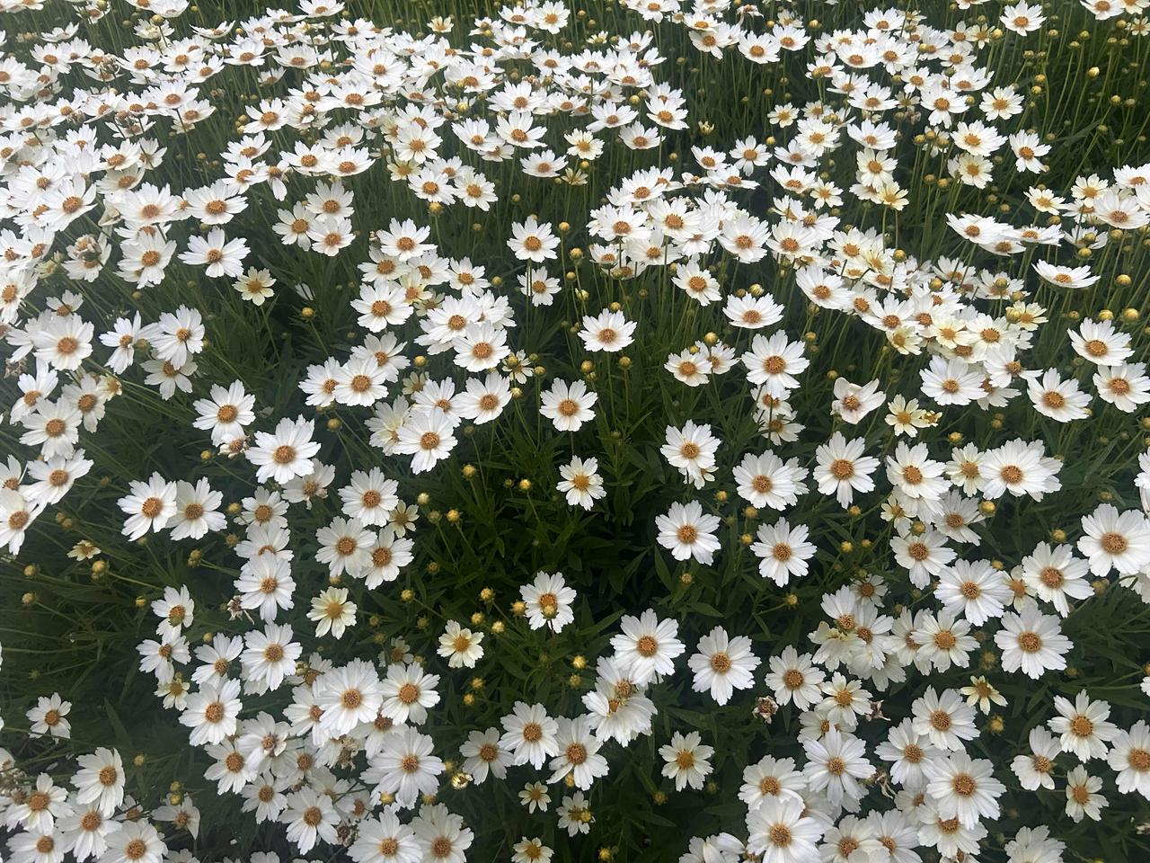 6月6日，北京微雨，公园里大滨菊正在盛开，白色的花朵格外美丽…