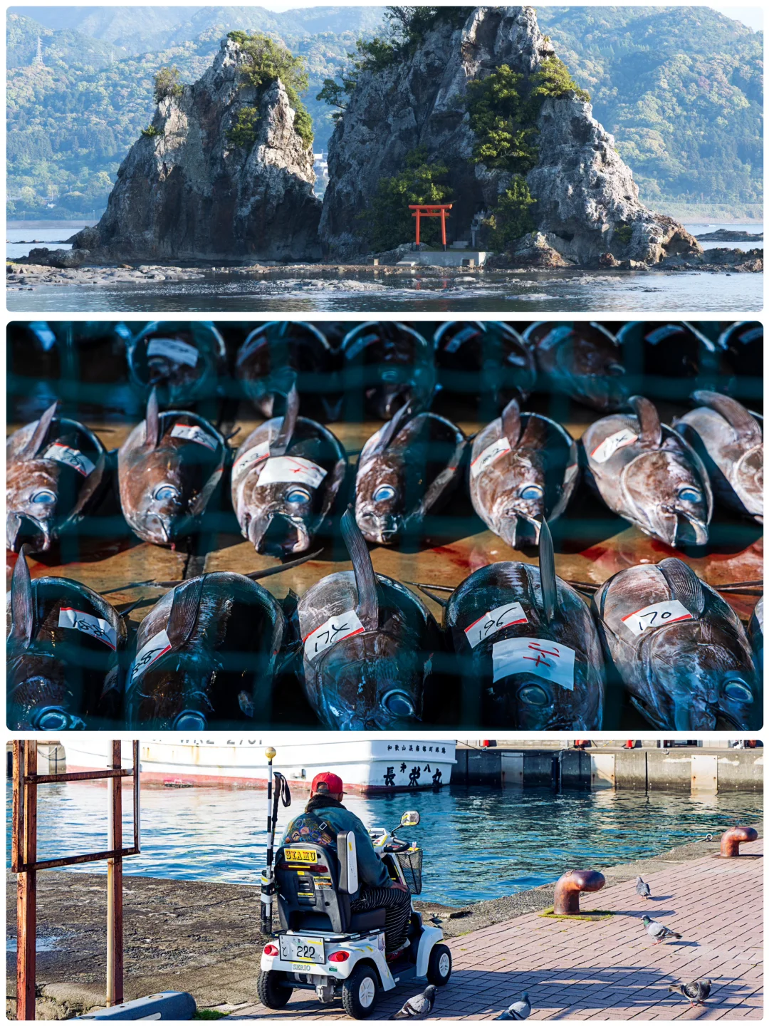 和歌山县🐟纪伊胜浦