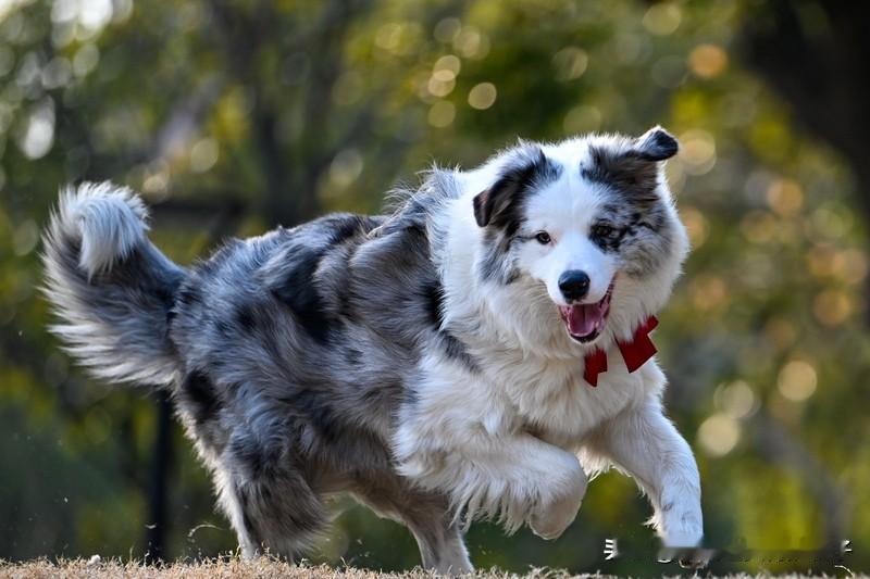 边牧为偷吃鸡腿上演“调虎离山” 边牧的智商真不是盖的！网友@边牧果冻 家里养了两