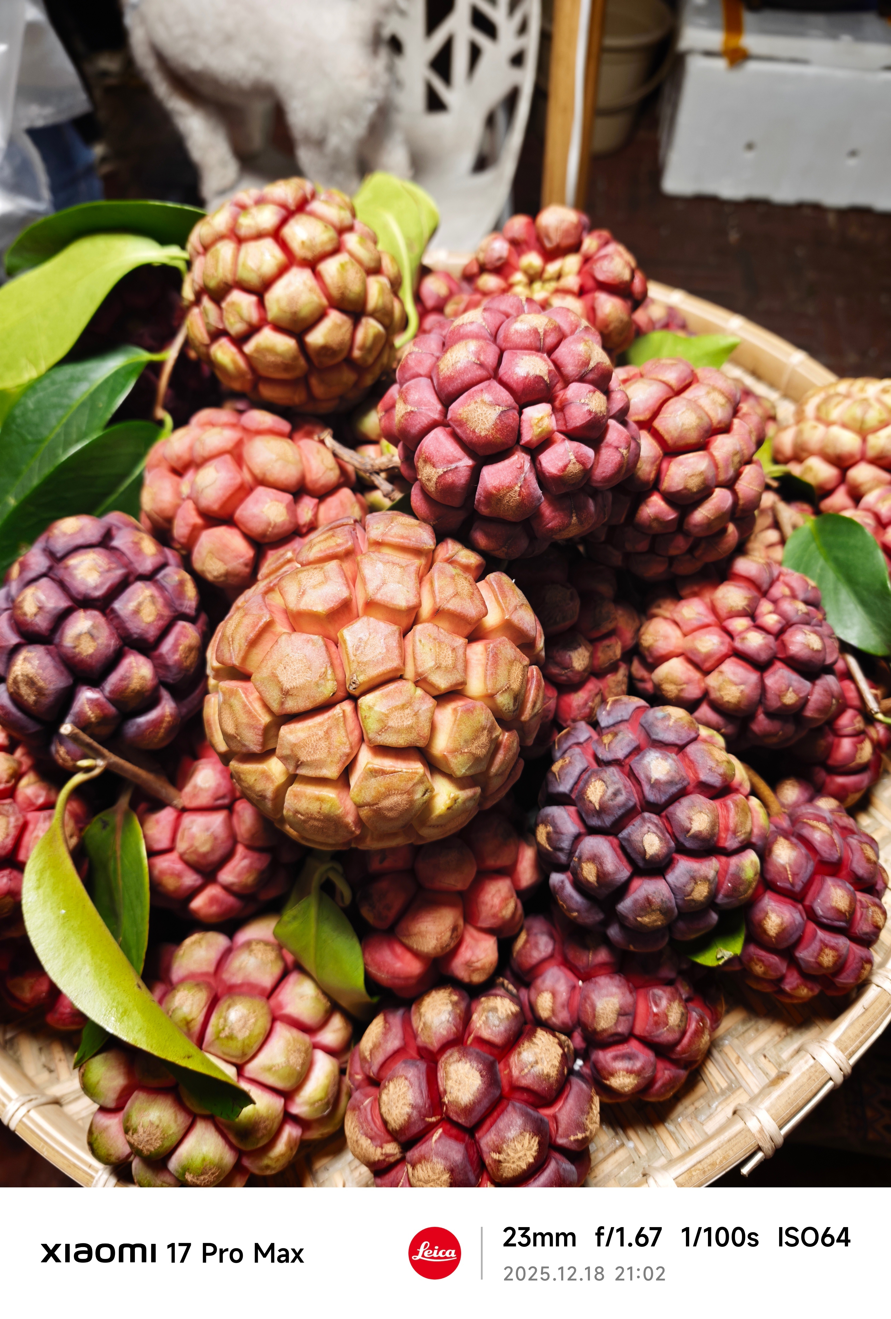 恶魔果实…… 付卷卷爱粟 景洪·告庄星光夜市