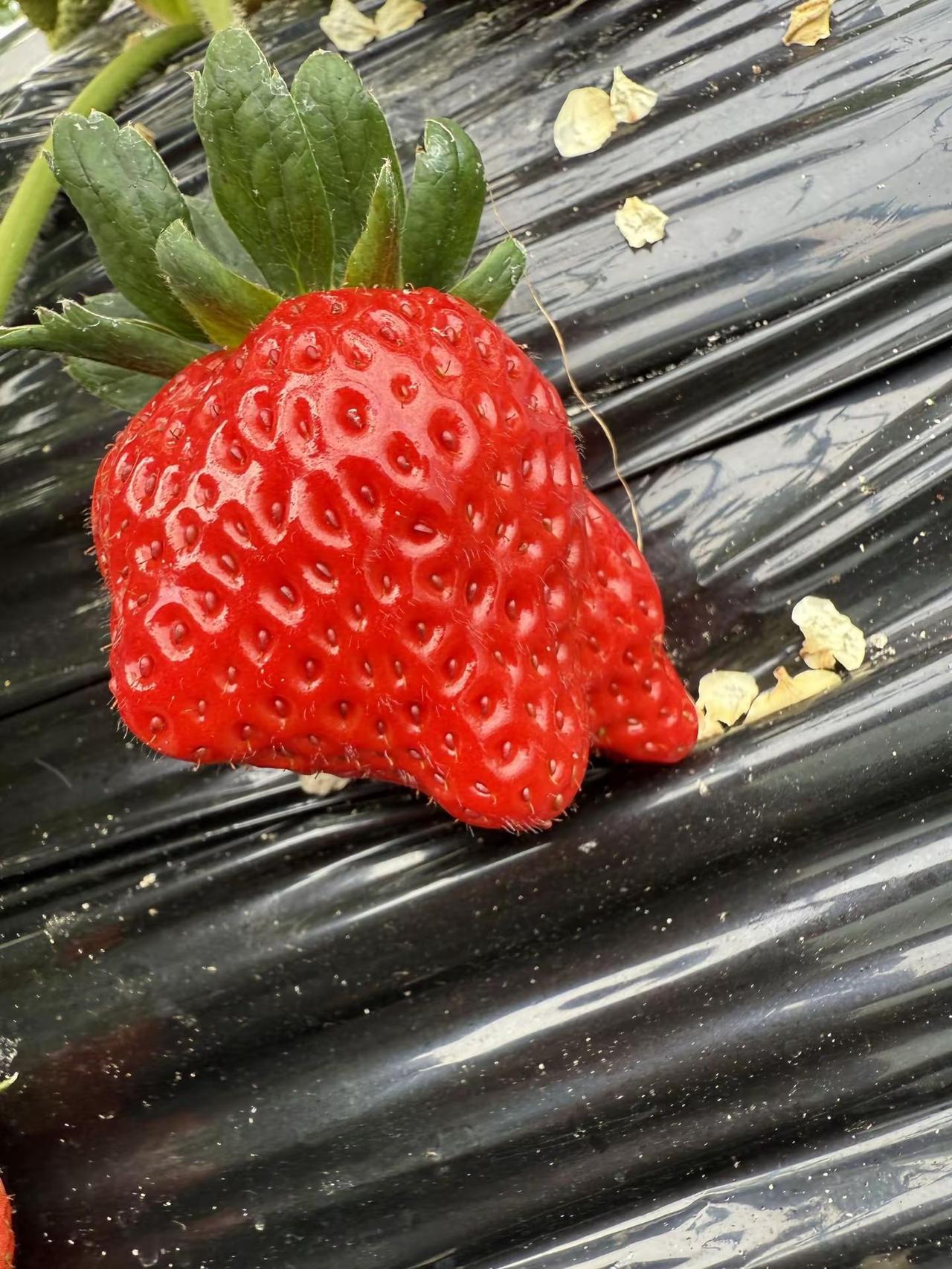 “今日， 一箩筐的快乐🕊️ ”