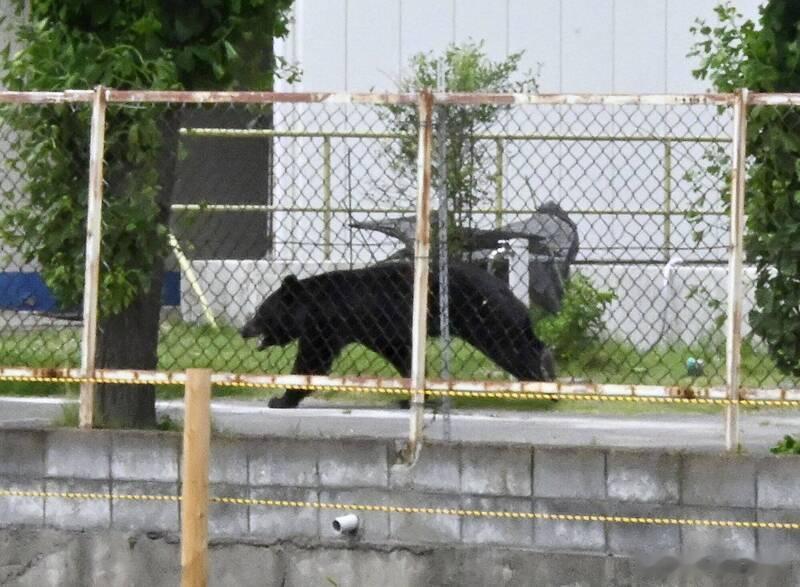 日本宇都宫市连续发生40余起熊出没事件 94所中小学临时停课海外新鲜事 日本栃木