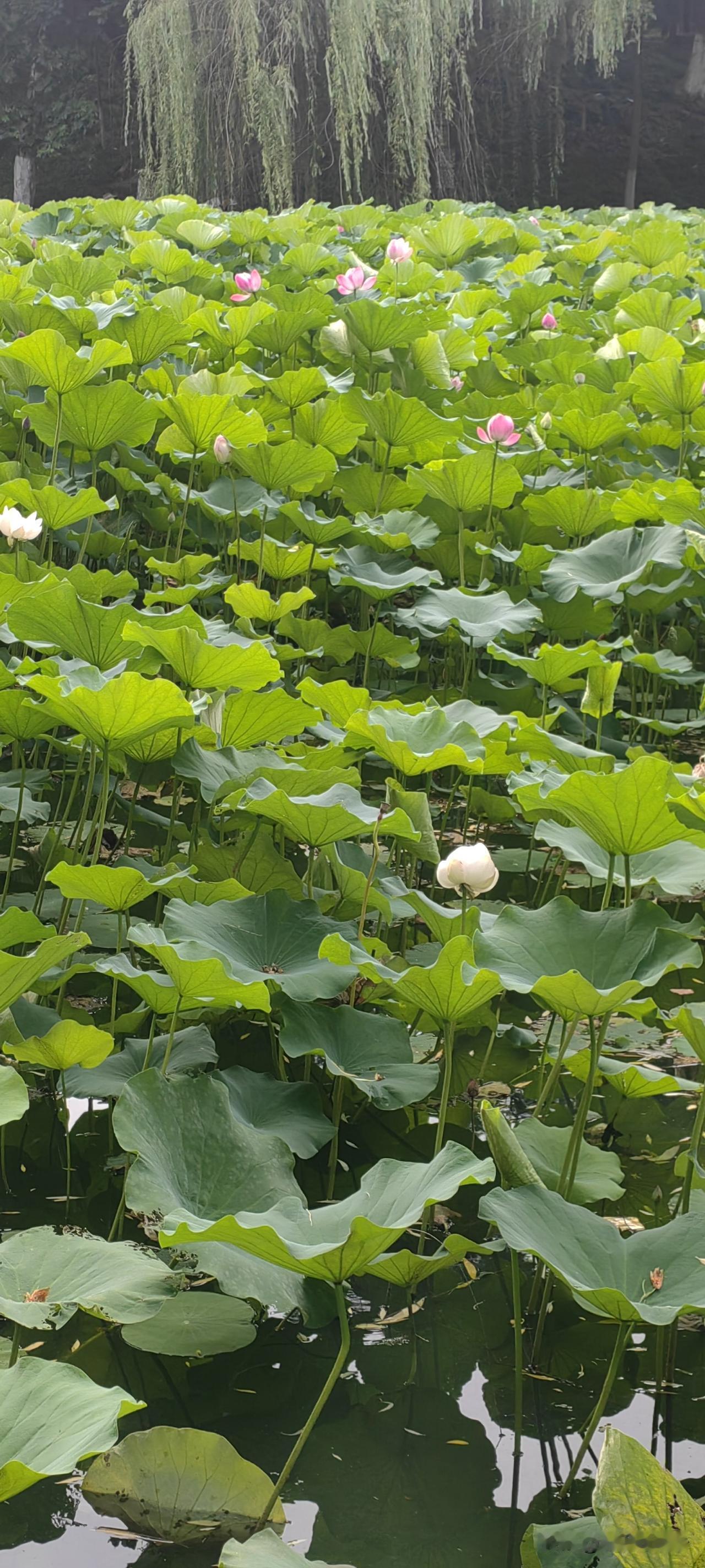 多愁善感的人，少不了东想西想，纠结这纠结那的。一种优柔寡断的情怀，一副悲天悯人的