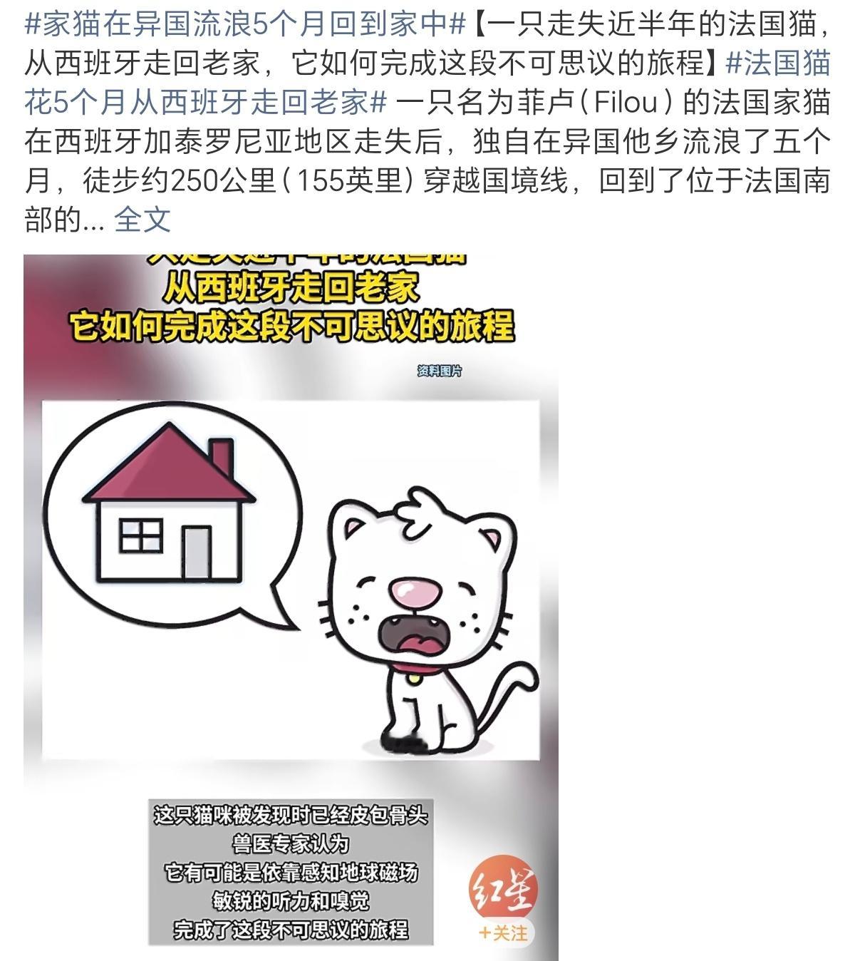 家猫在异国流浪5个月回到家中太了不起了居然可以自己从西班牙回到法国问遍了一路上的