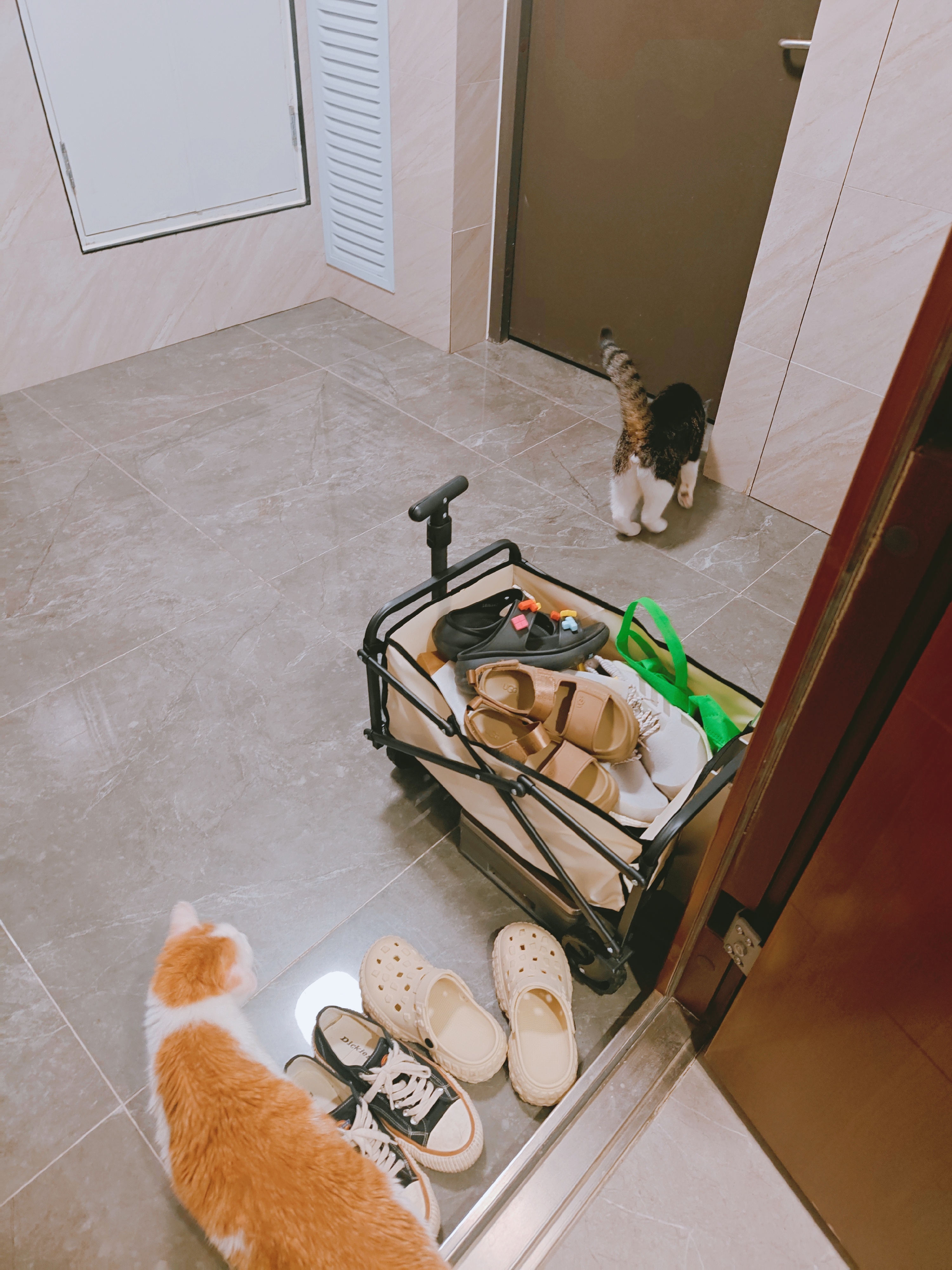 今天小猫们胆子很大，全都跑到门口玩。 