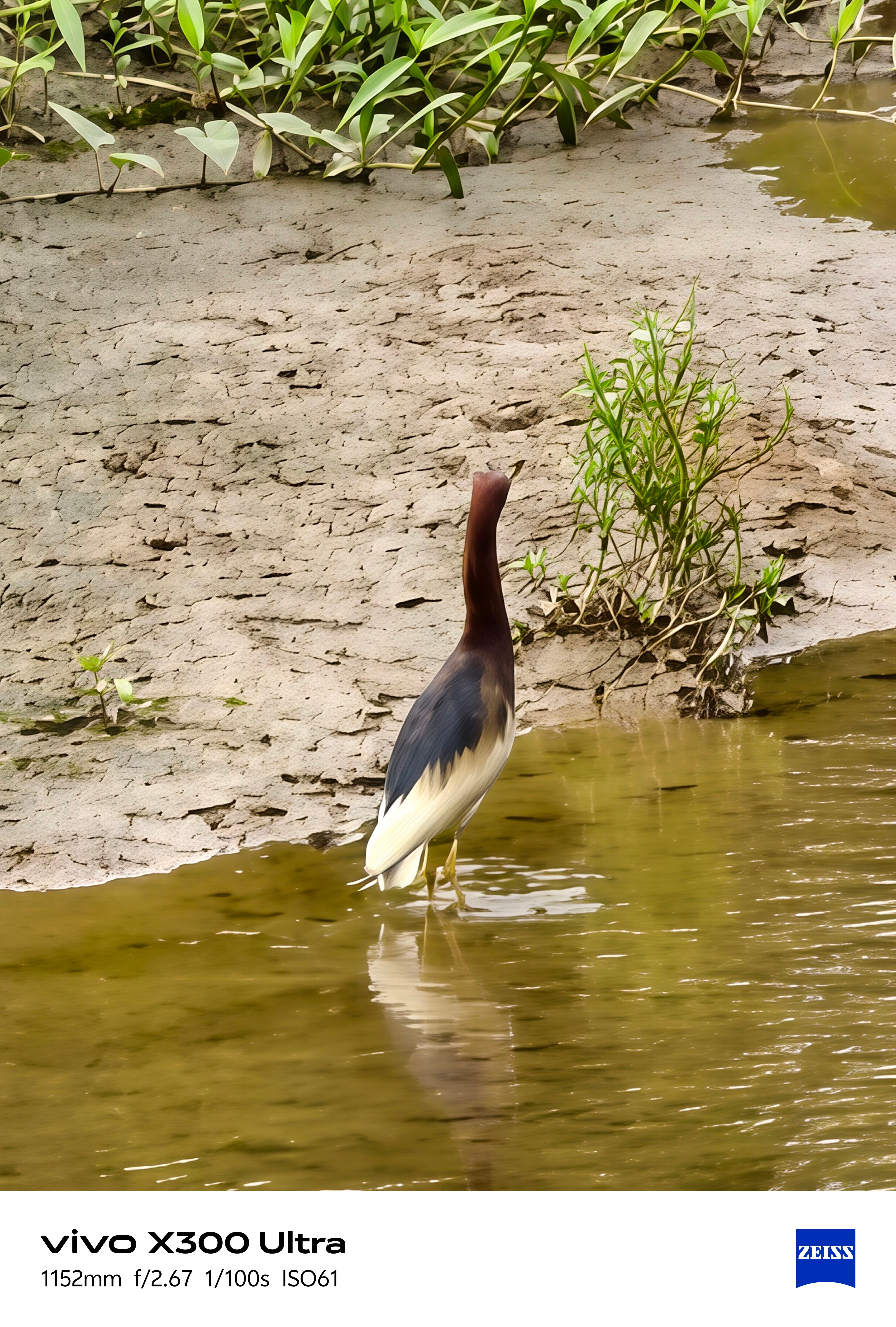 vivo长焦下的鸟类图鉴 说实话以前打鸟这事，默认就是长枪大炮+三脚架，蹲点一整
