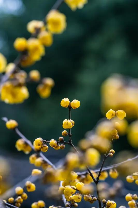 寒冬腊月，腊梅花成了一道亮丽风景。腊梅花颜色主要以蜡黄色为主，那种黄，就像被冬日