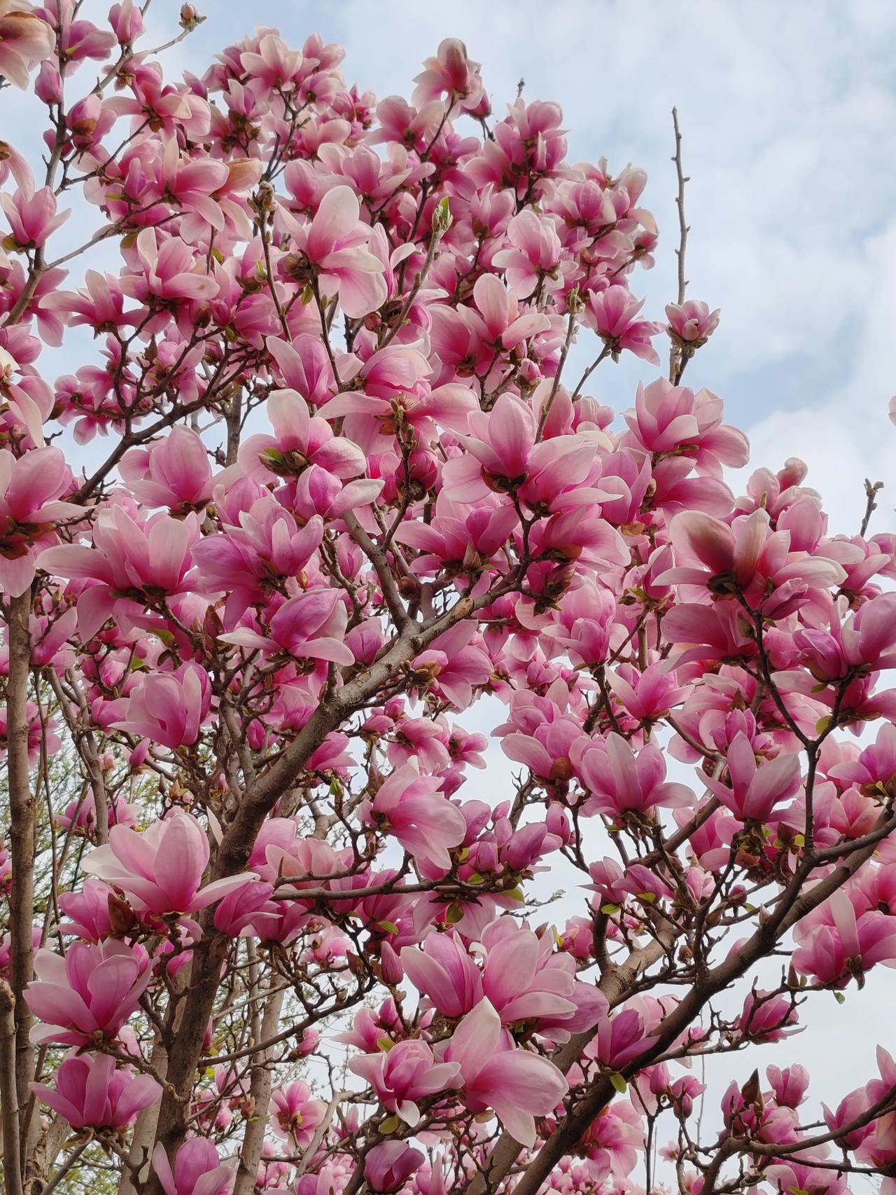 分享一张隨手拍的花随手拍。