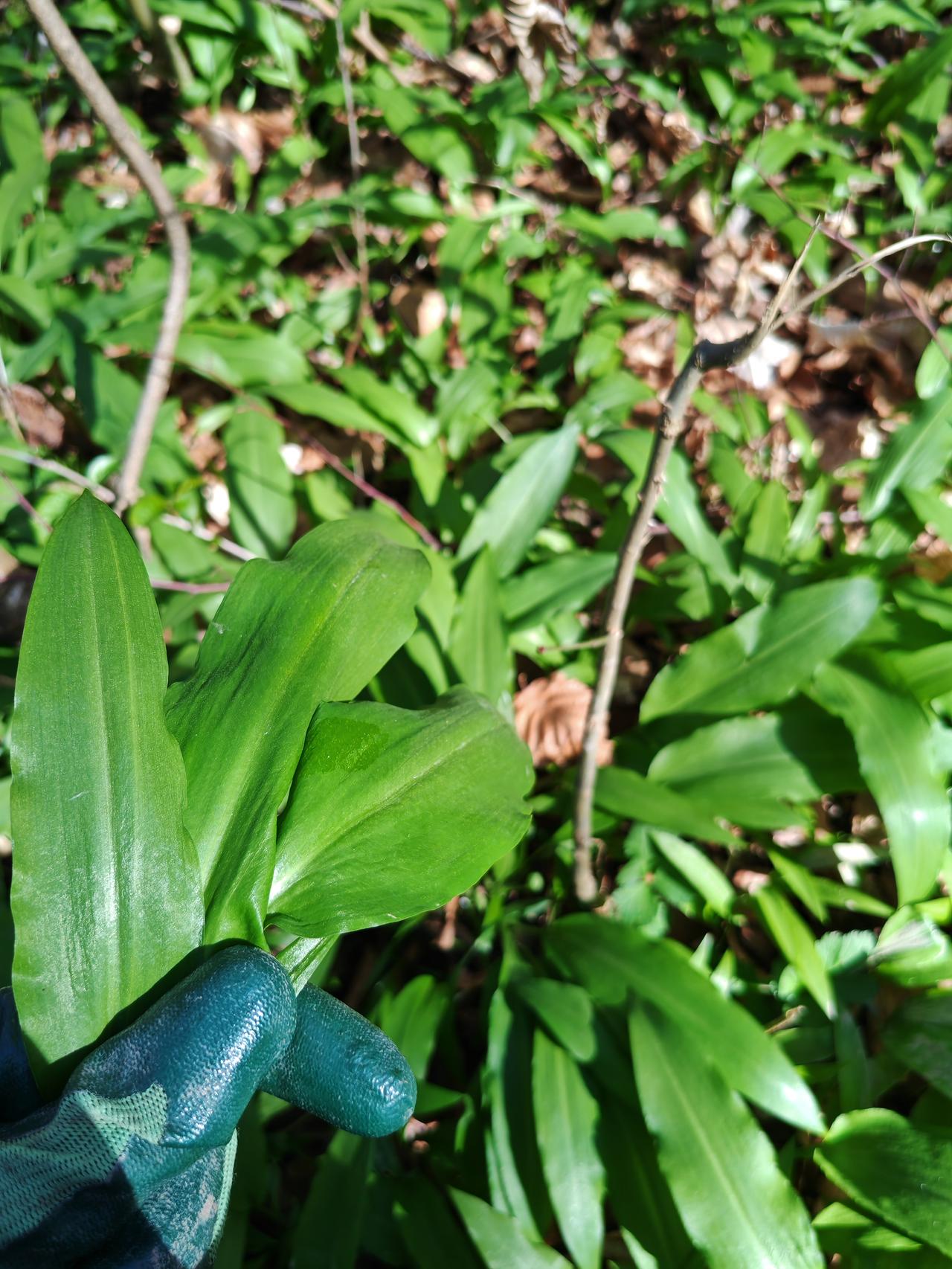 没想到刚来德国没几天，就跟老同学体验了德国春天的“传统节目” - 挖熊葱，也就是