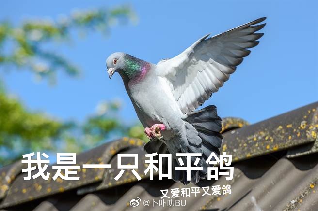 置顶叫我卟卟或者卜卜都可以，话痨爱刷屏慎重关注因为❗️❗️秒关注取关会被拉黑❗️