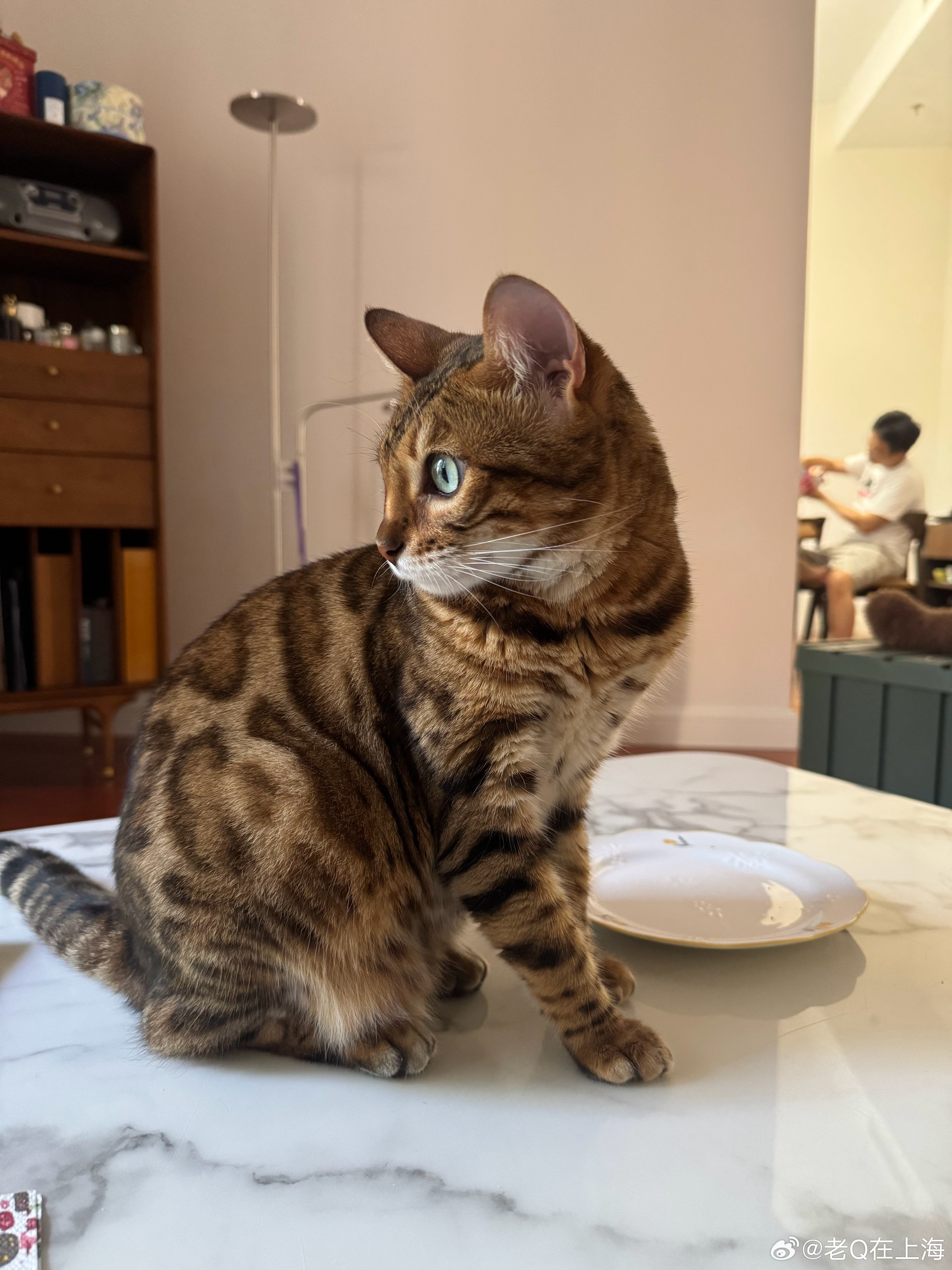 人吃面包猫舔渣 