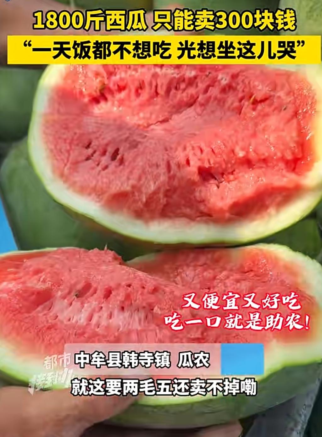 河南农民不易，1800斤西瓜卖不到300块钱，一毛多一斤。昆明一个西瓜30到40