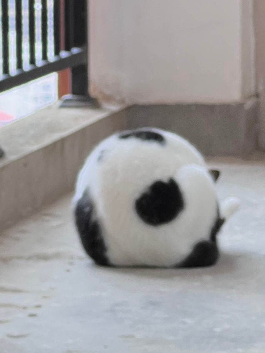 “世界杯没法开赛，足球在我这。”daily奶牛猫 （投稿：） 