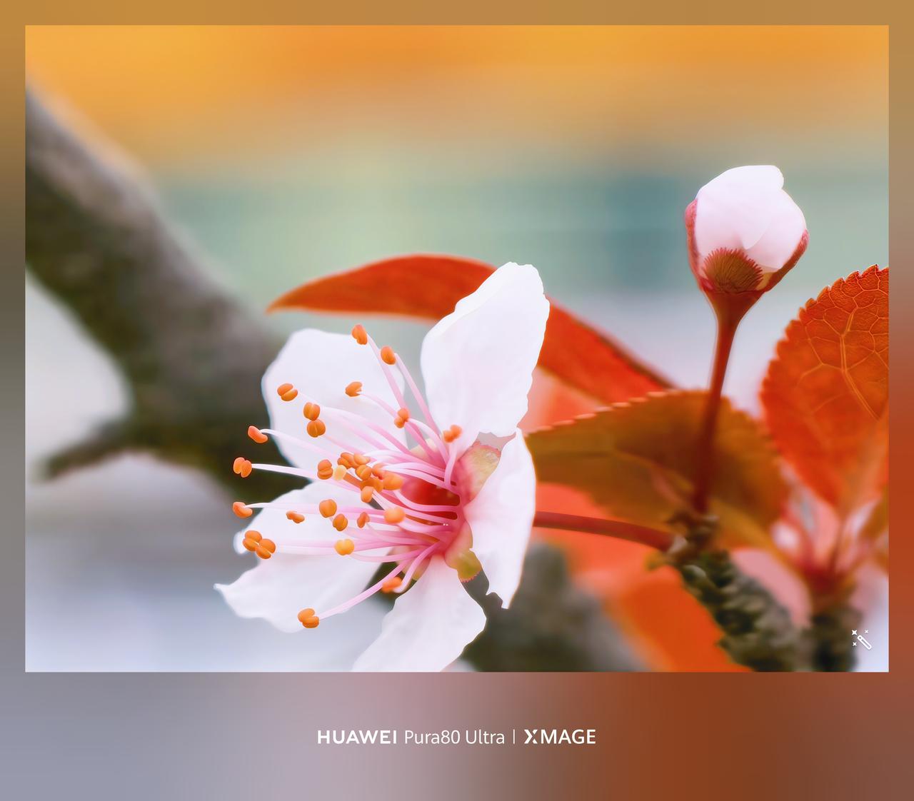 华为XMAGE镜头是懂春天的！Pura80 Ultra的长焦微距和Mate70 