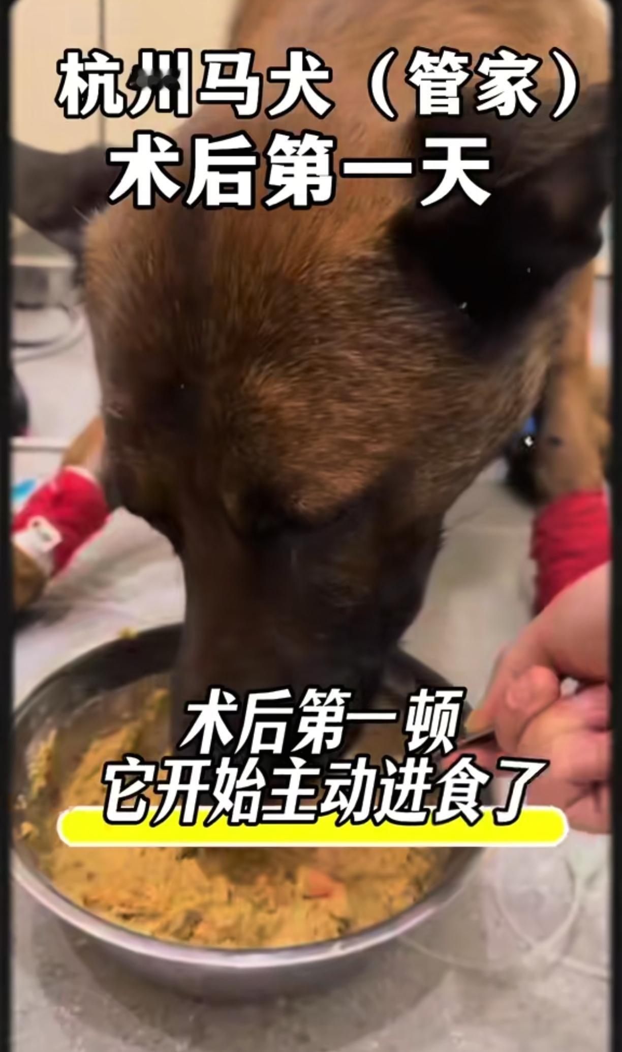 杭州马犬管家的最新消息！
他已经自己自主进食了，患肢也能下地走路了，恢复的很好