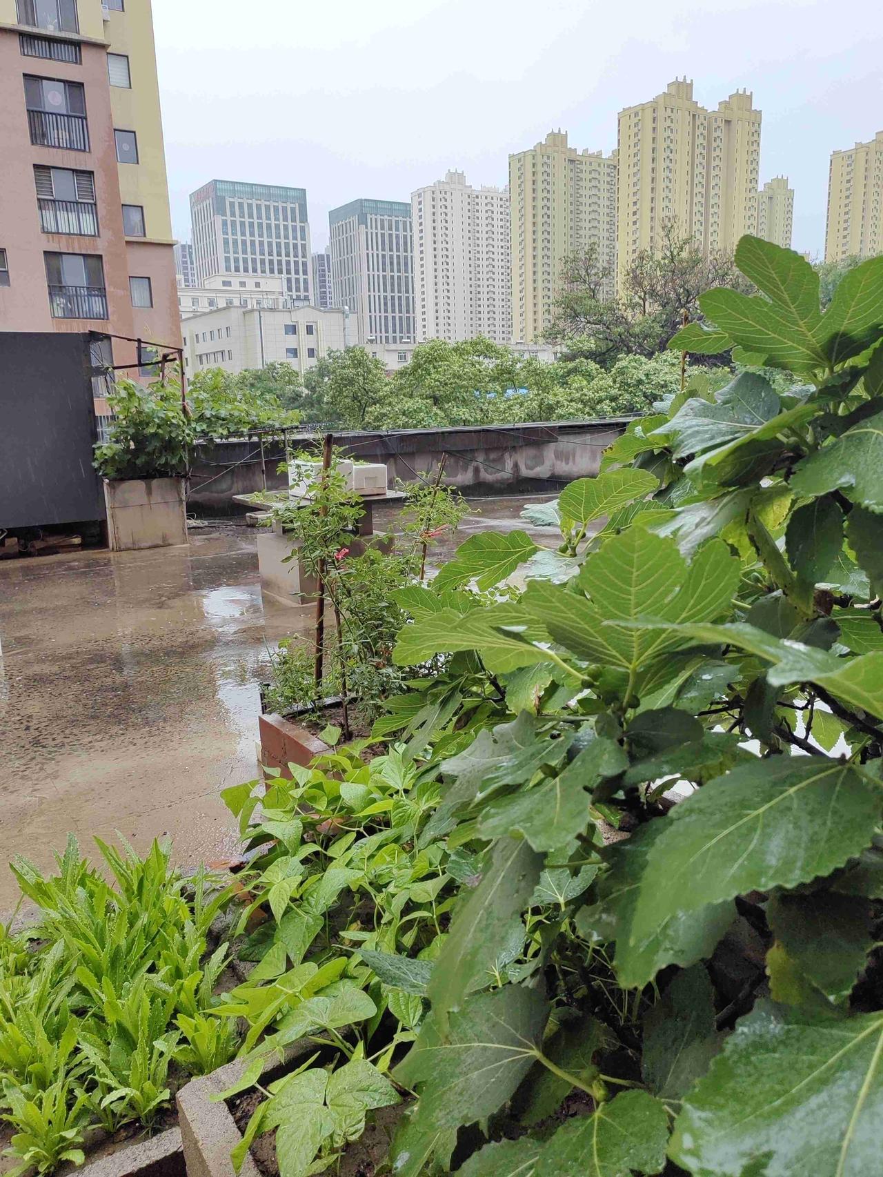 这一早又下雨了，
雨水渐多净化了空气。

友们下雨气温下降，
最低降到了15度。