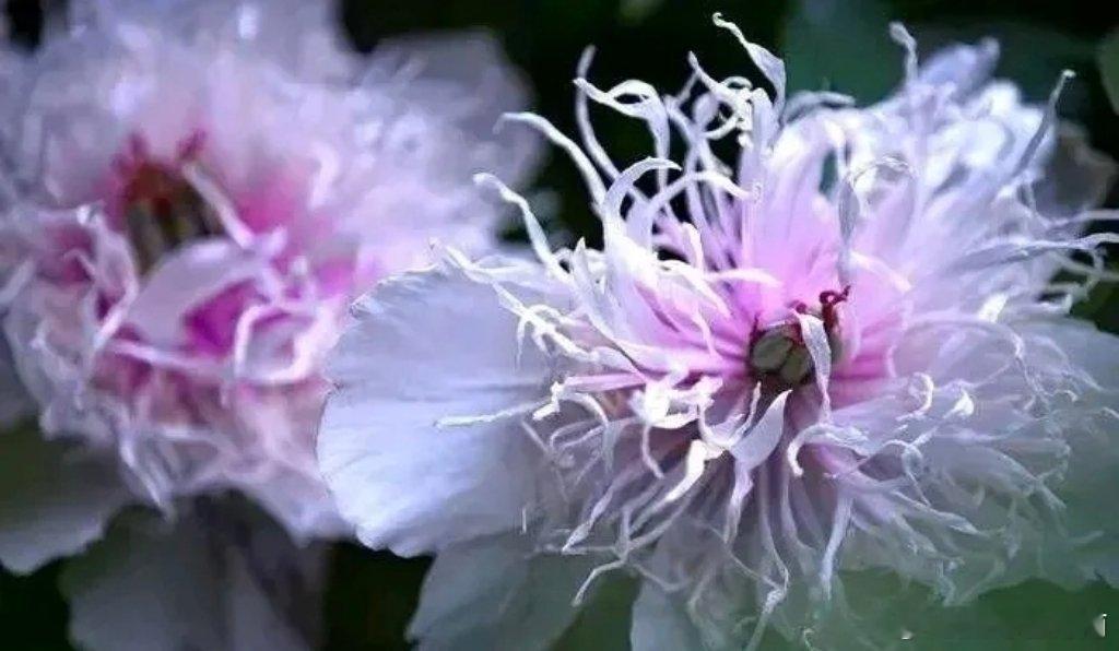 头条创作训练营洛阳牡丹顶流炸场！全球仅存1株“银丝贯顶”，身价千万，游客挤爆现场