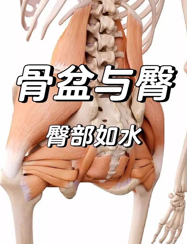 骨盆结构与臀