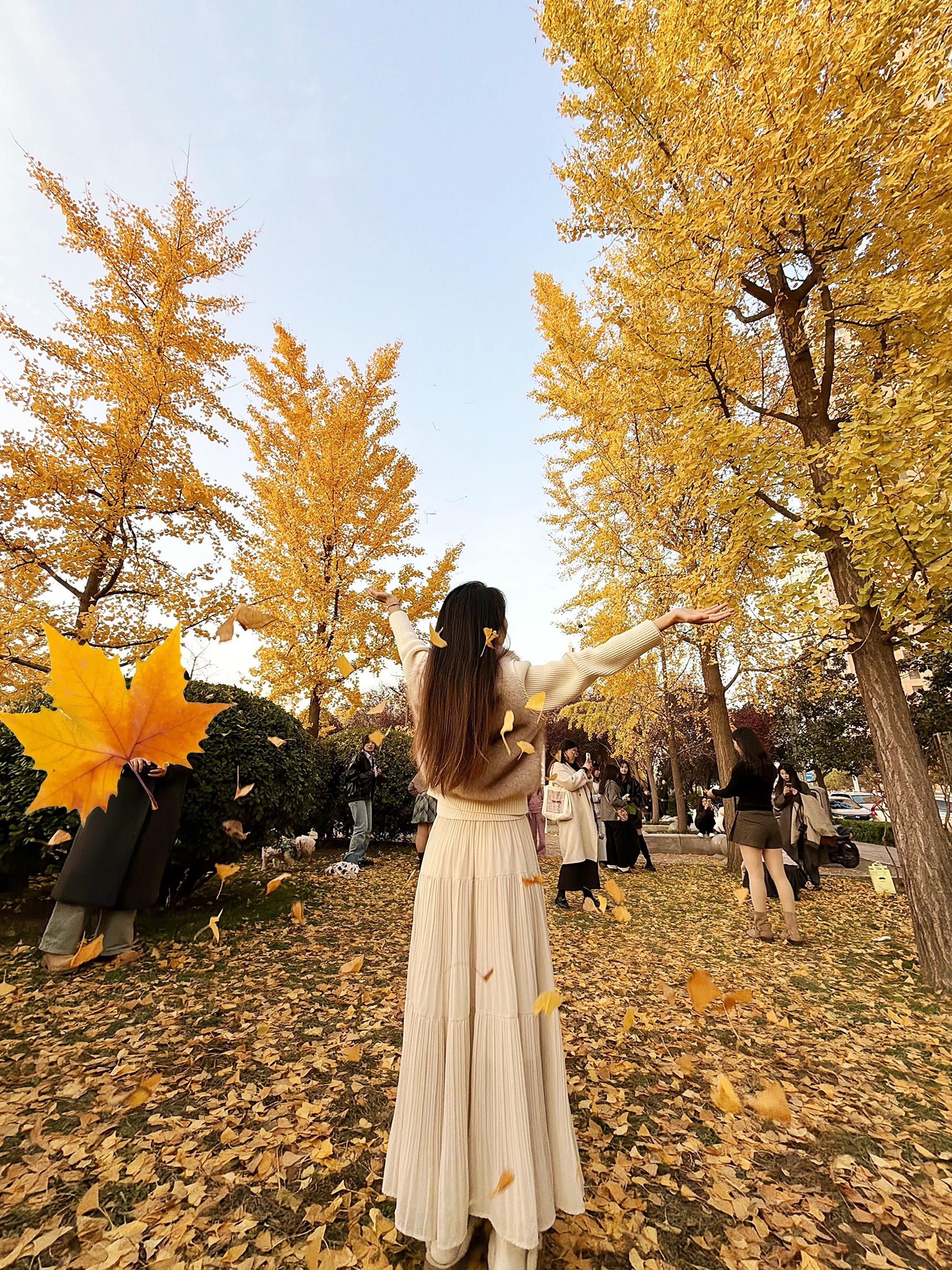 在这个落叶像雪的季节