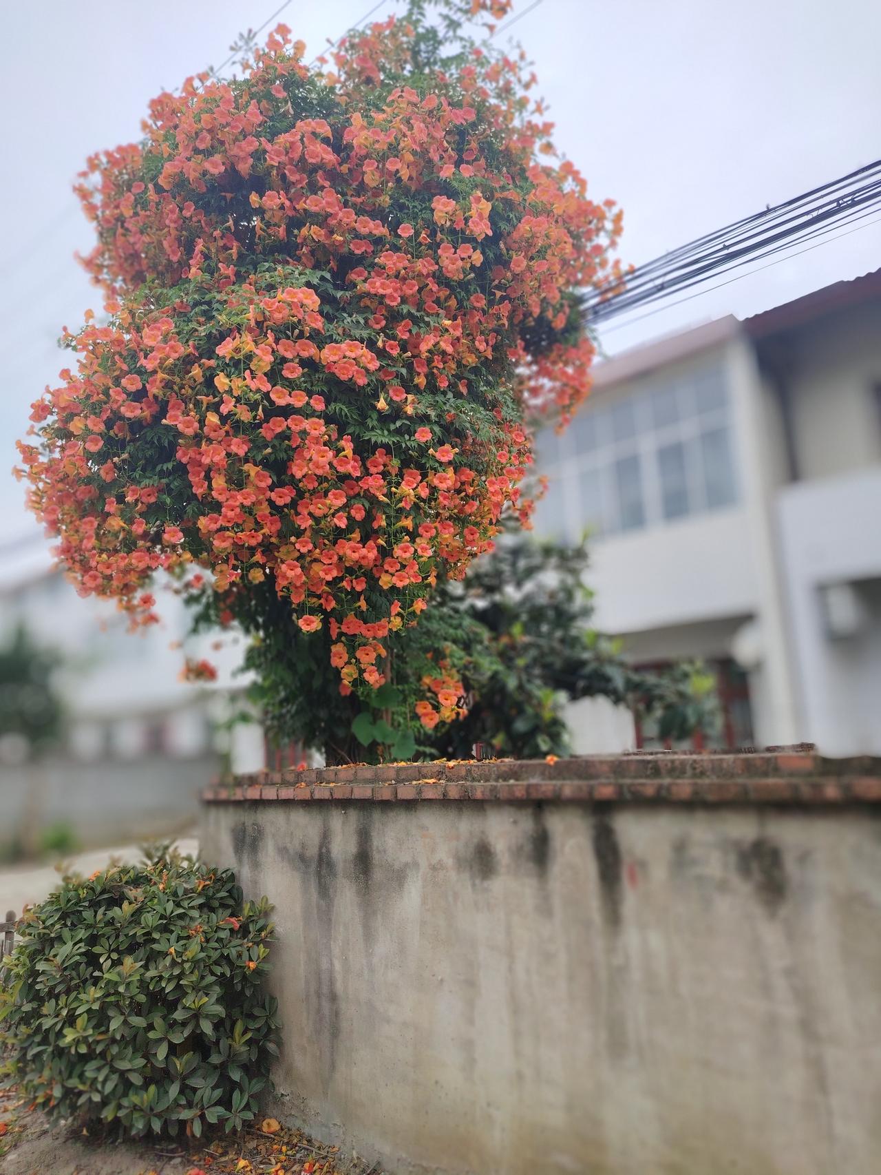 路边农家小院里的凌霄
（城固县龙头镇五星村）
