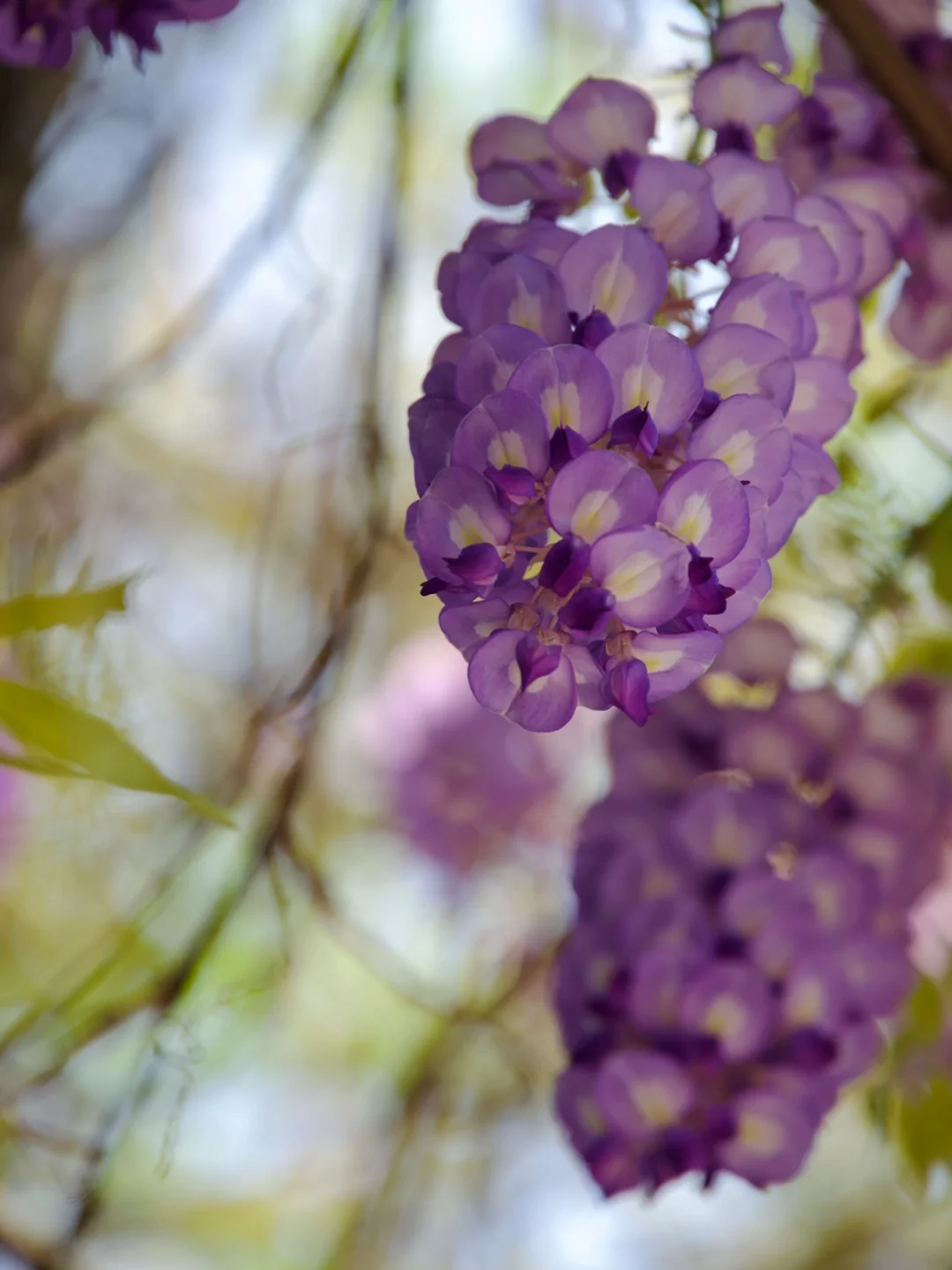 绝美💜成都春日限定紫色花瀑