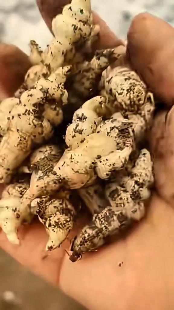 地蚕参。
注意看，现在挖的这种像虫子一样的根块就是植物界的蚕宝宝，学名地蚕，别称