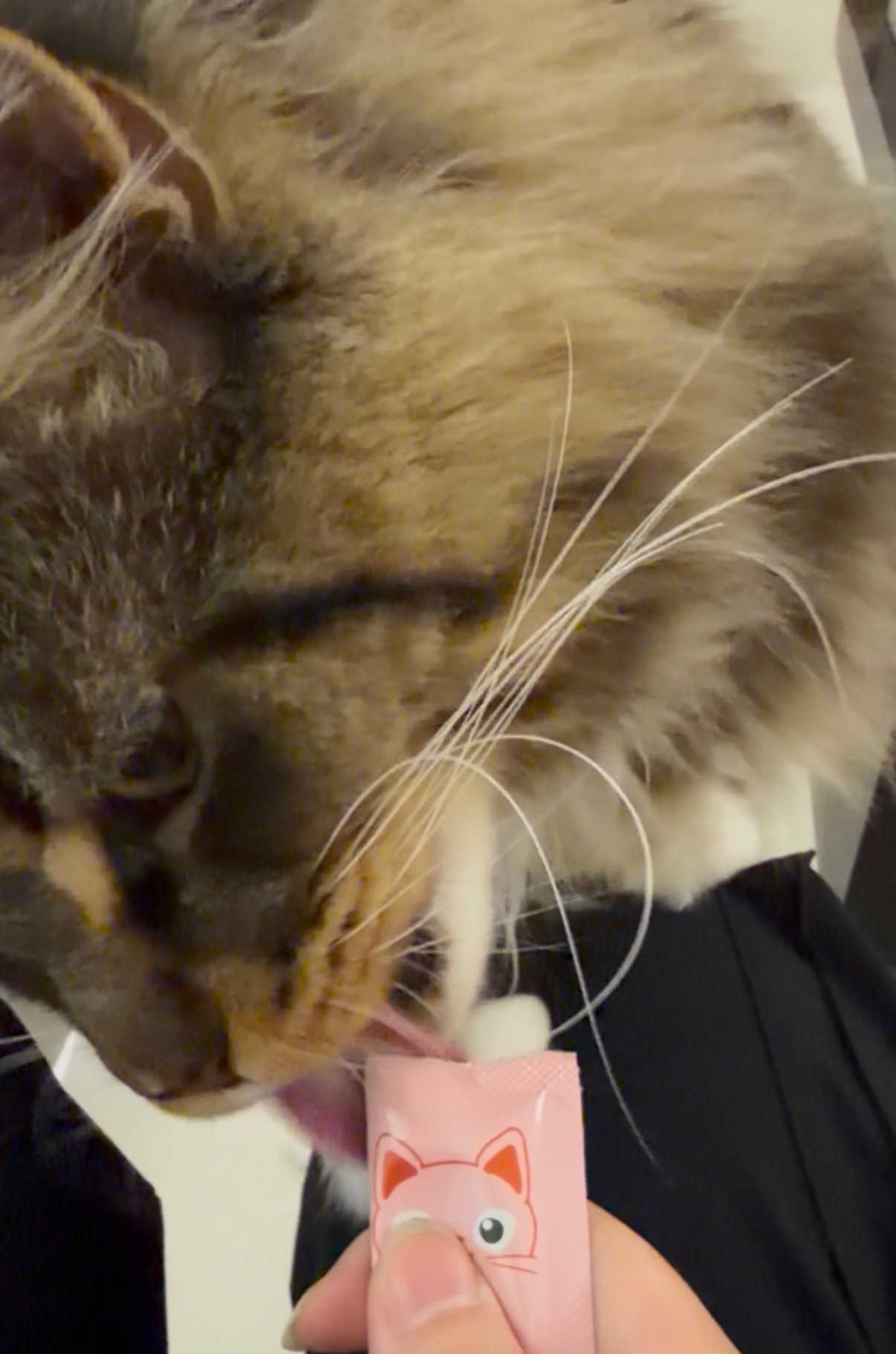 只认猫条的邪恶长毛巨猫 