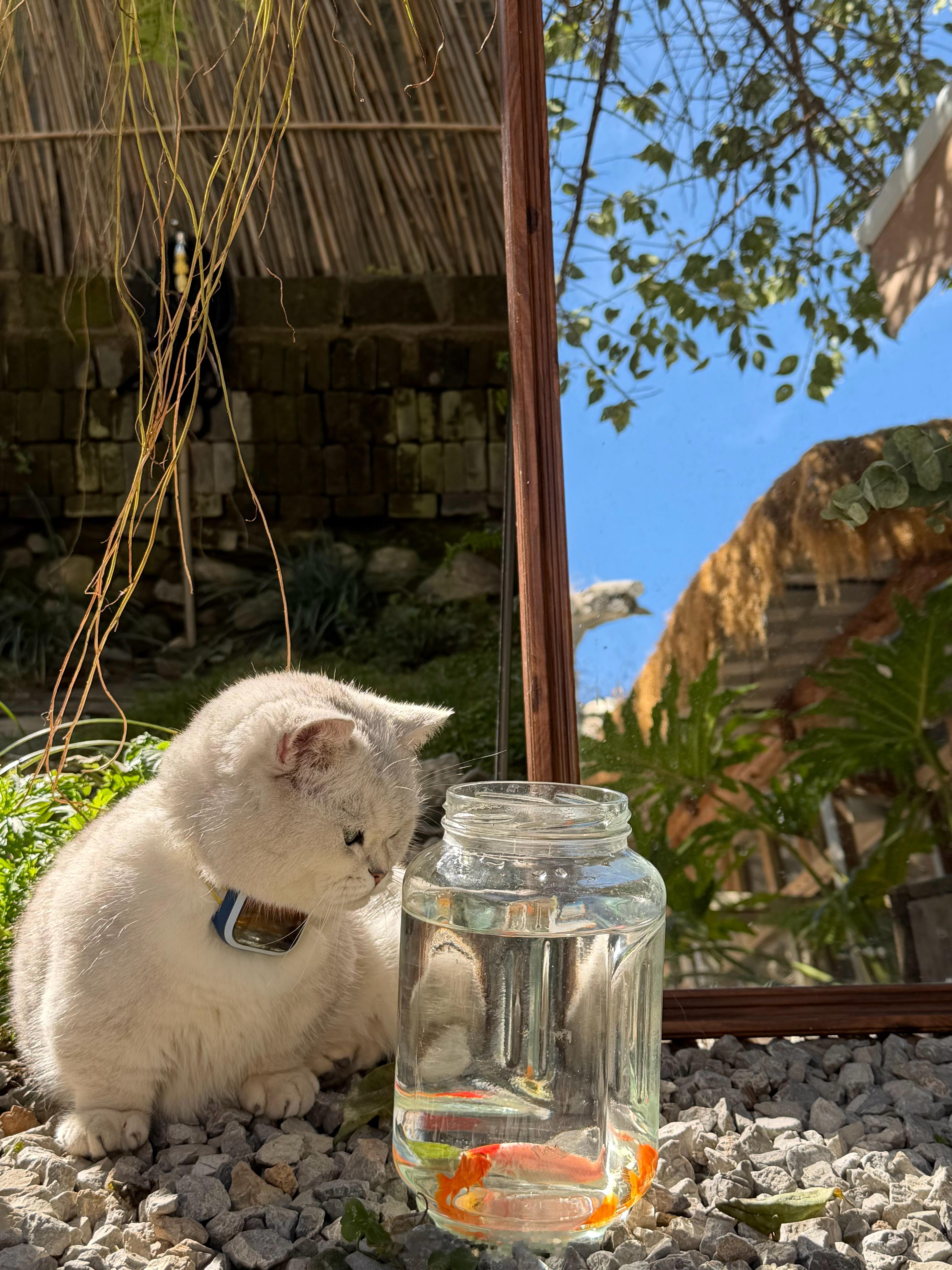 邪恶银渐层案发现场 大理·喜洲古镇