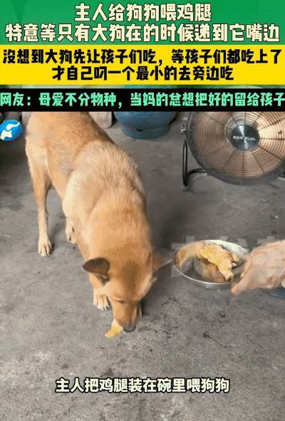 “母爱不分物种！”湖南，主人给狗狗喂鸡腿。没想到，狗狗先叼给它的两个孩子吃，等它