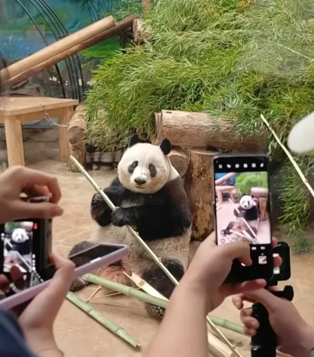 又刷到可爱的香果小妹妹了，真想念它呀！[比心]
    它真的太乖巧懂事善解人意