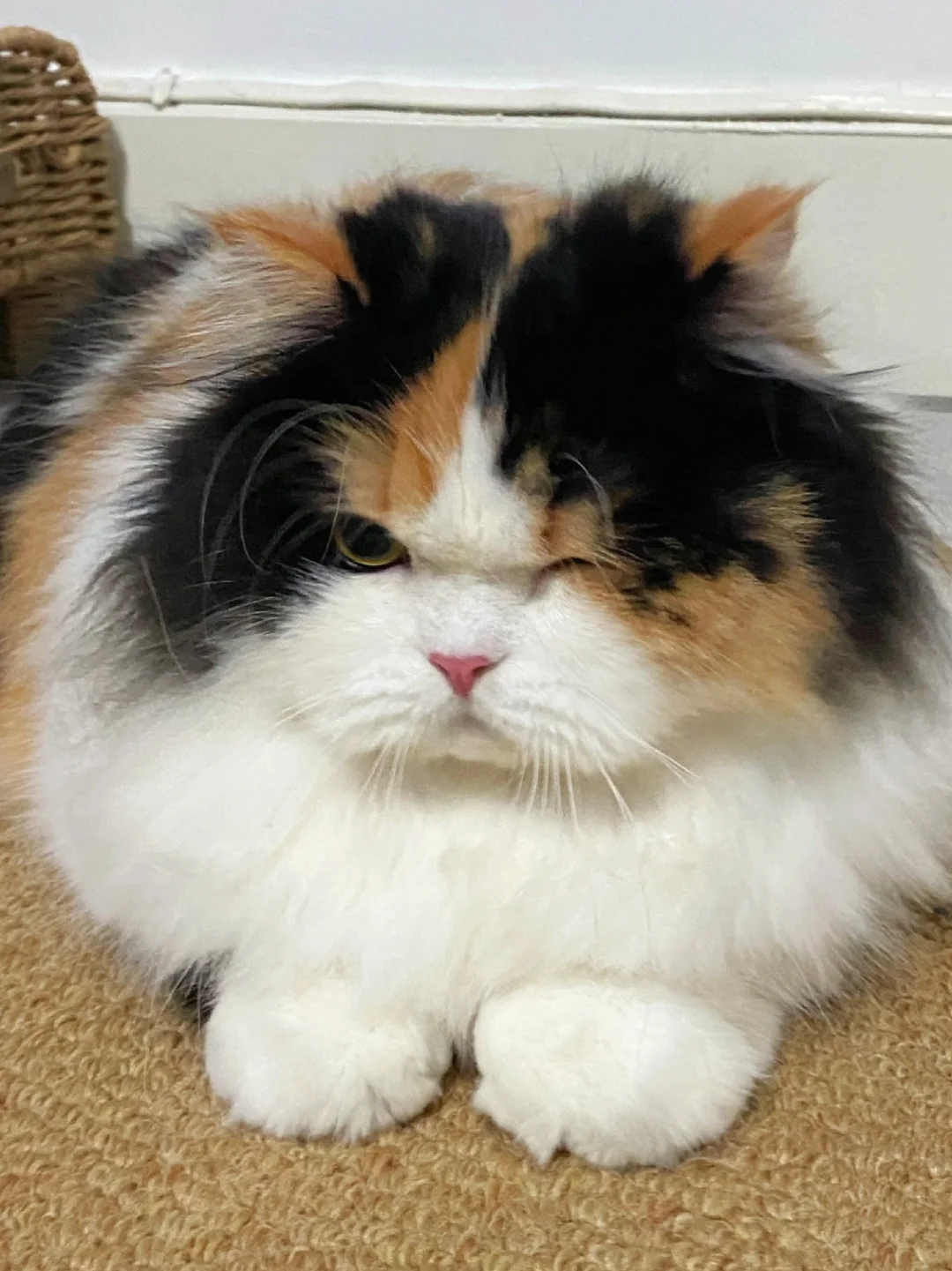 你好，认识一下，我是小猫