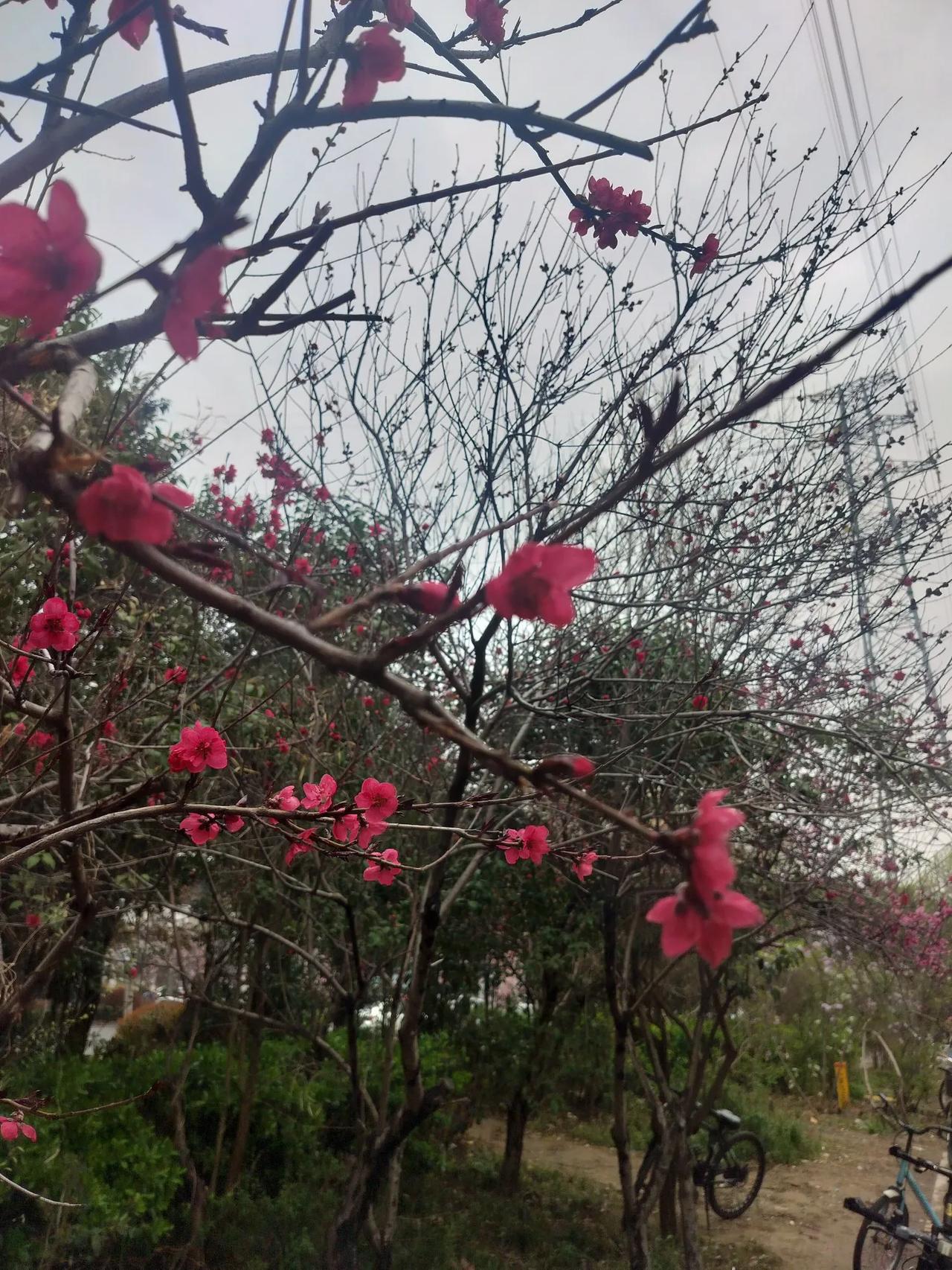 春日生活打卡季