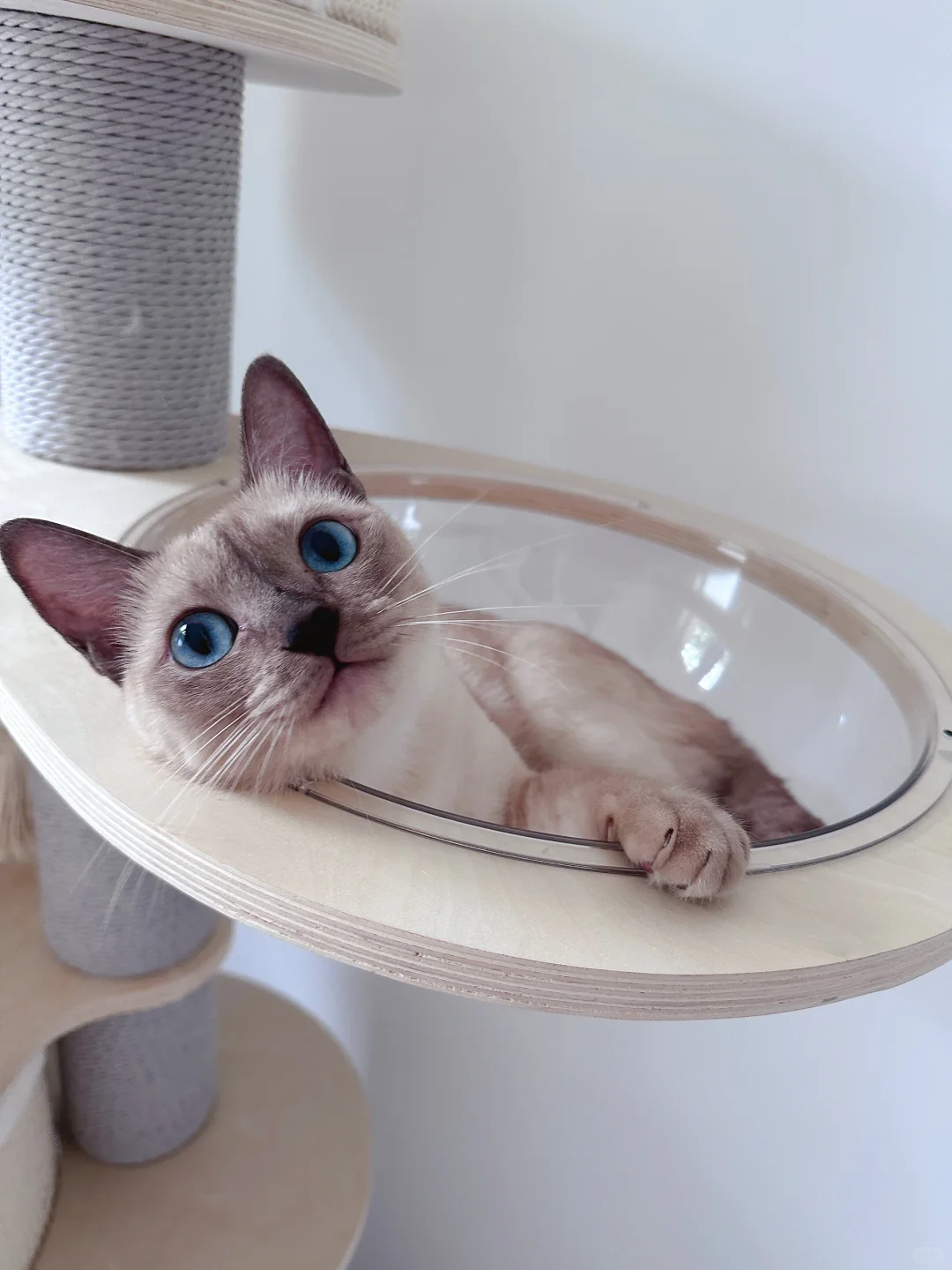 一眼就能分辨小猫男女