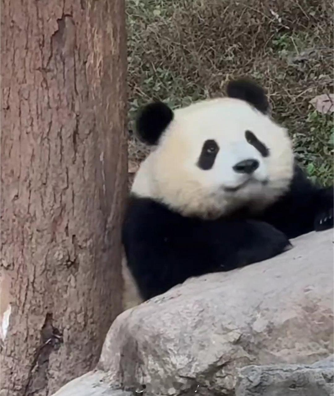 潘旺崽，雪饼姐姐蓬蓬脸好可爱。🐼 