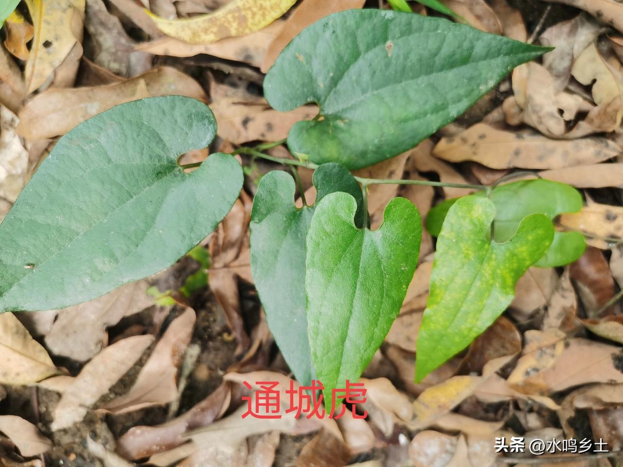 就在当地，我所认识的草药有上千种之多，但是功效以及作用真的有别人吹得那么厉害吗？