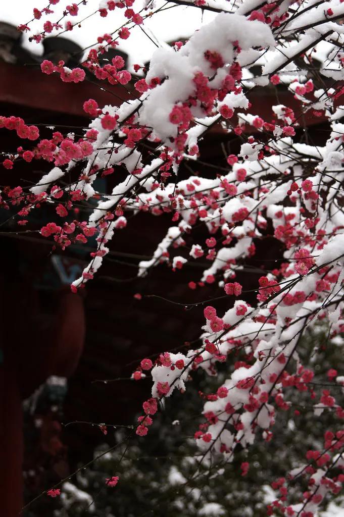 五绝  赏梅
文/陈德金（江西）

一
寻芳踏镜山，诗韵路途间。
步入梅花处，迷
