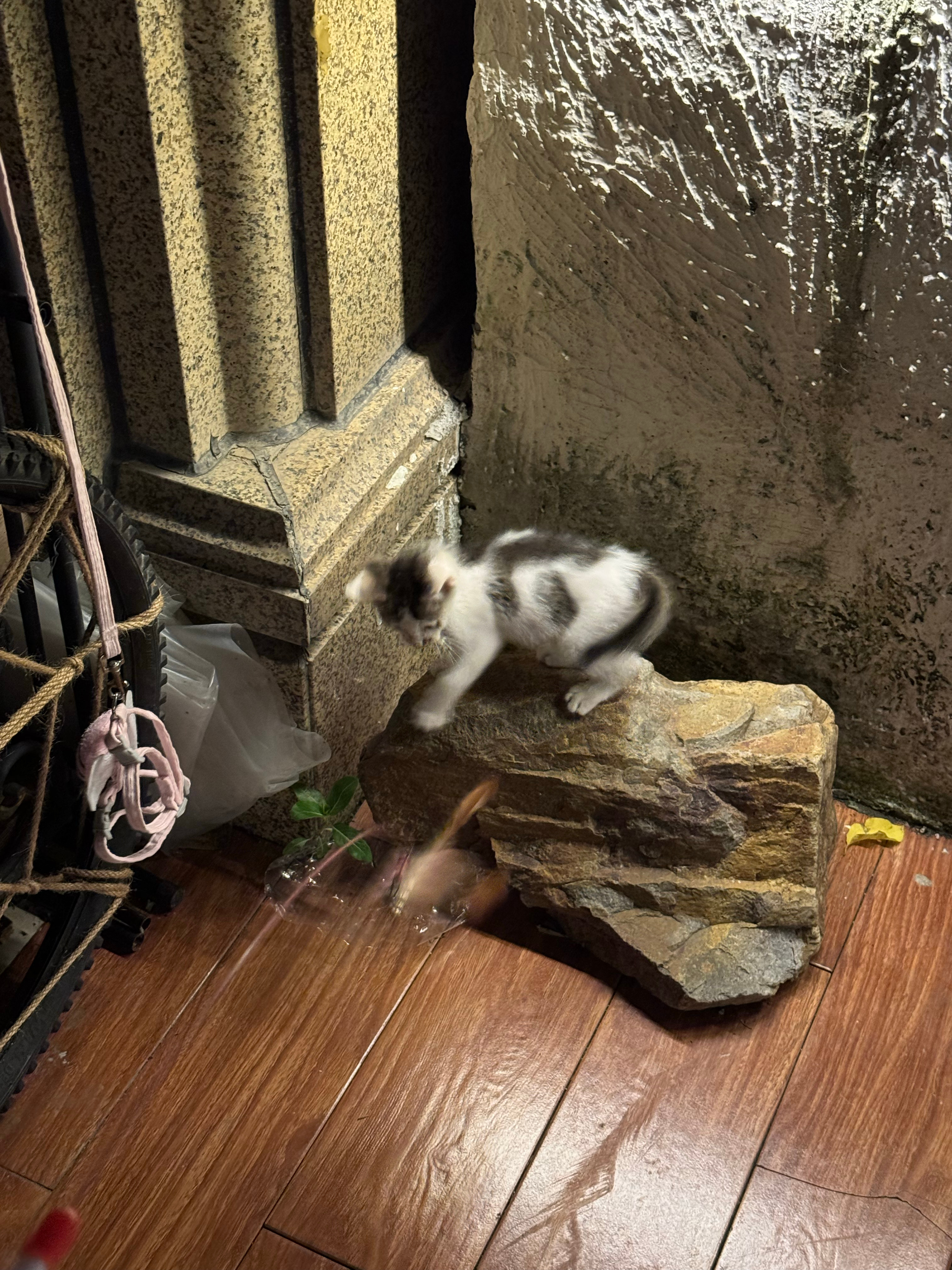 前段时间楼下小女孩儿发现一只小奶猫孤零零蹲在她家的竹篱笆前，给同学们一个个打电话